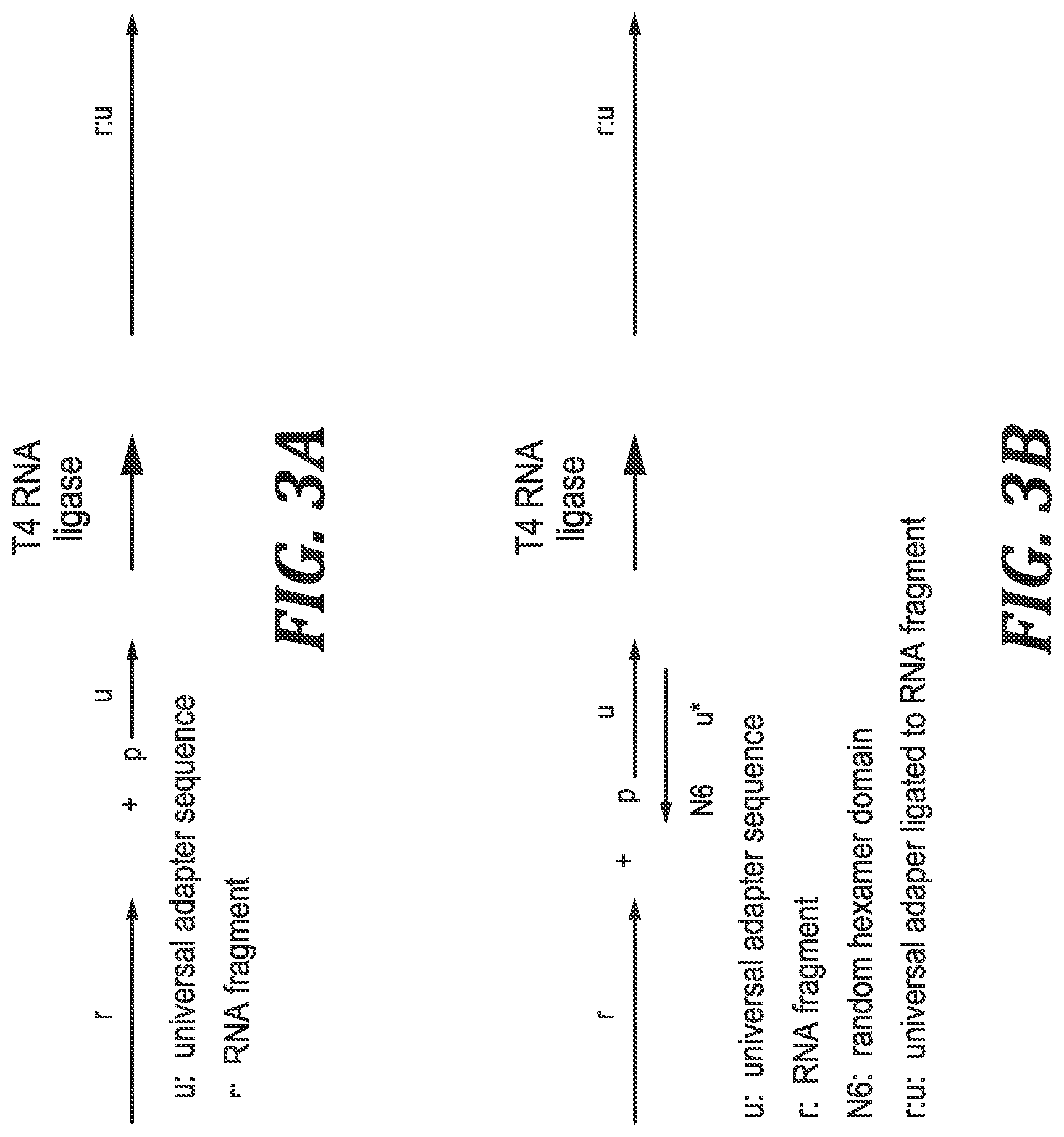 Patent US12305219 Figure 3 – Methods and kits for labeling cellular molecules
