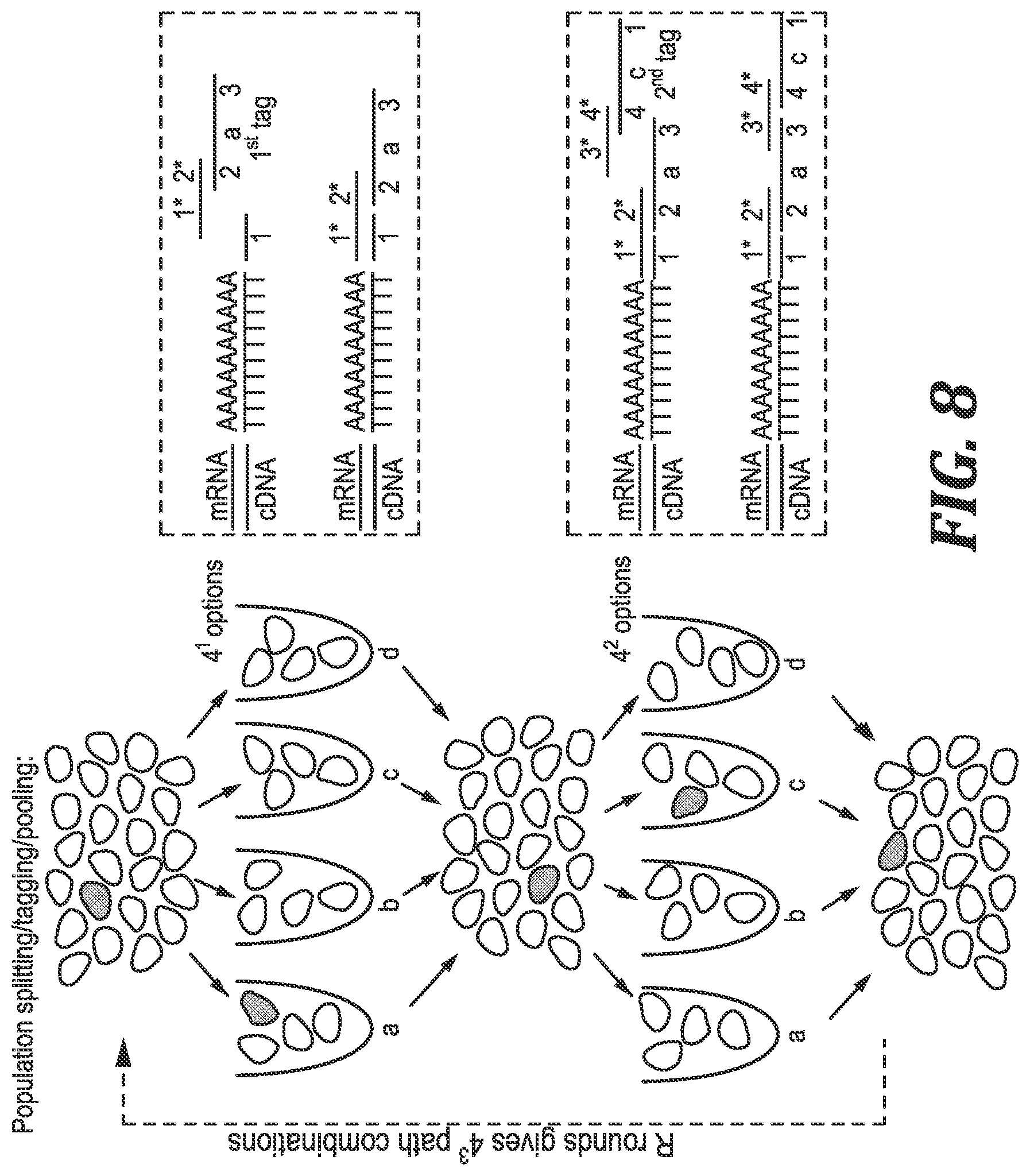 Patent US12305219 Figure 6 – Methods and kits for labeling cellular molecules