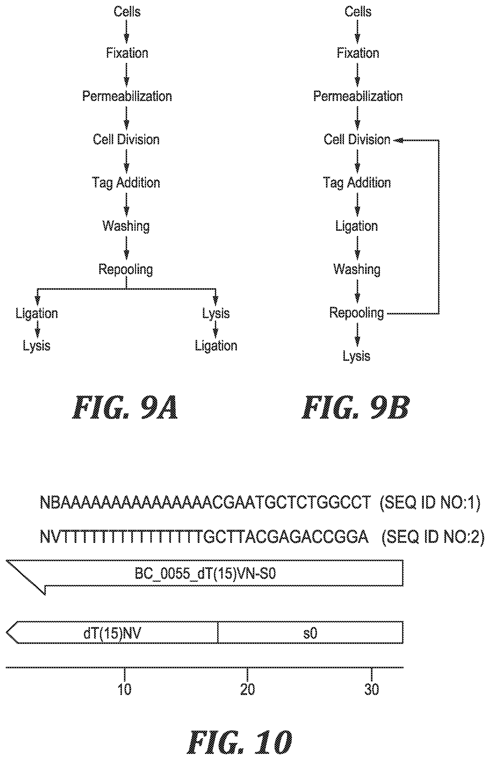Patent US12305219 Figure 7 – Methods and kits for labeling cellular molecules