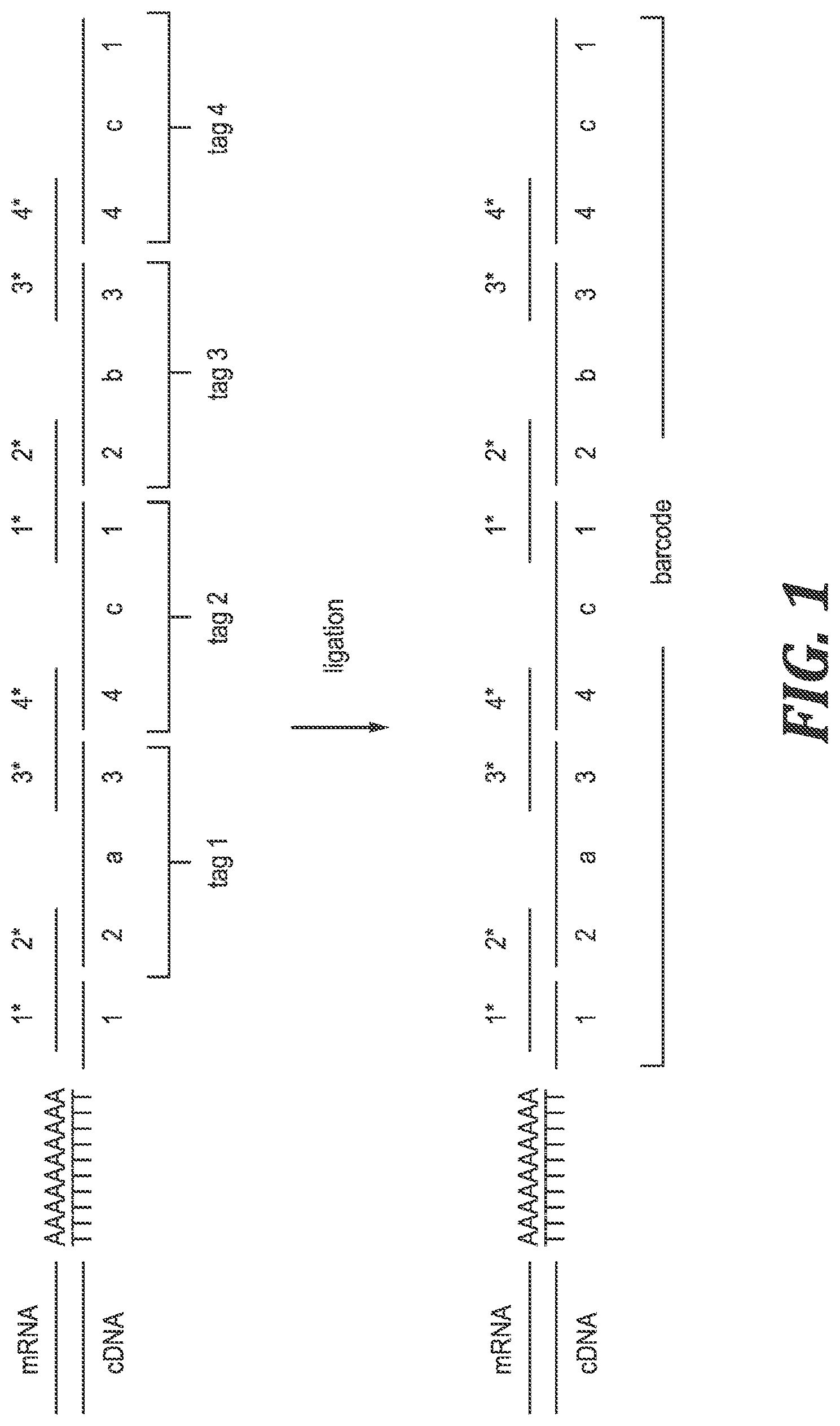 Patent US12305220 Figure 1 – Methods and kits for labeling cellular molecules
