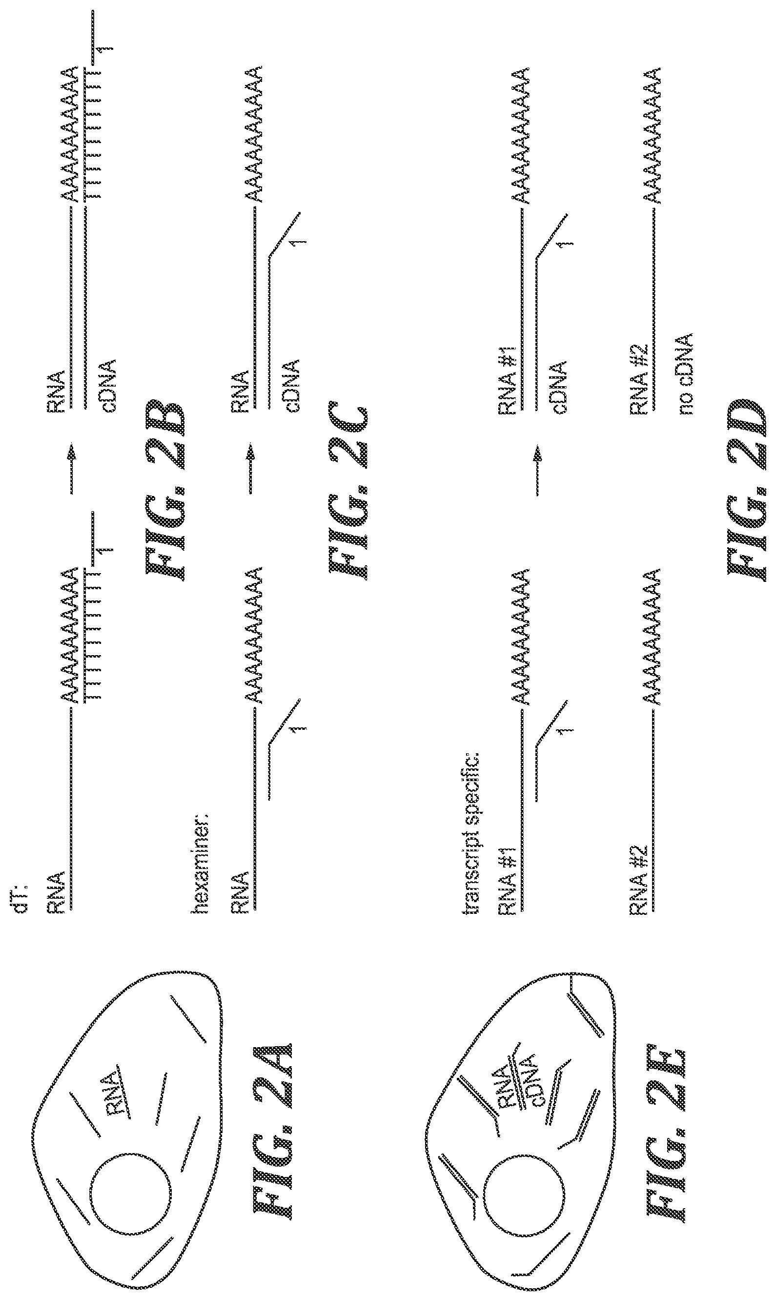 Patent US12305220 Figure 2 – Methods and kits for labeling cellular molecules