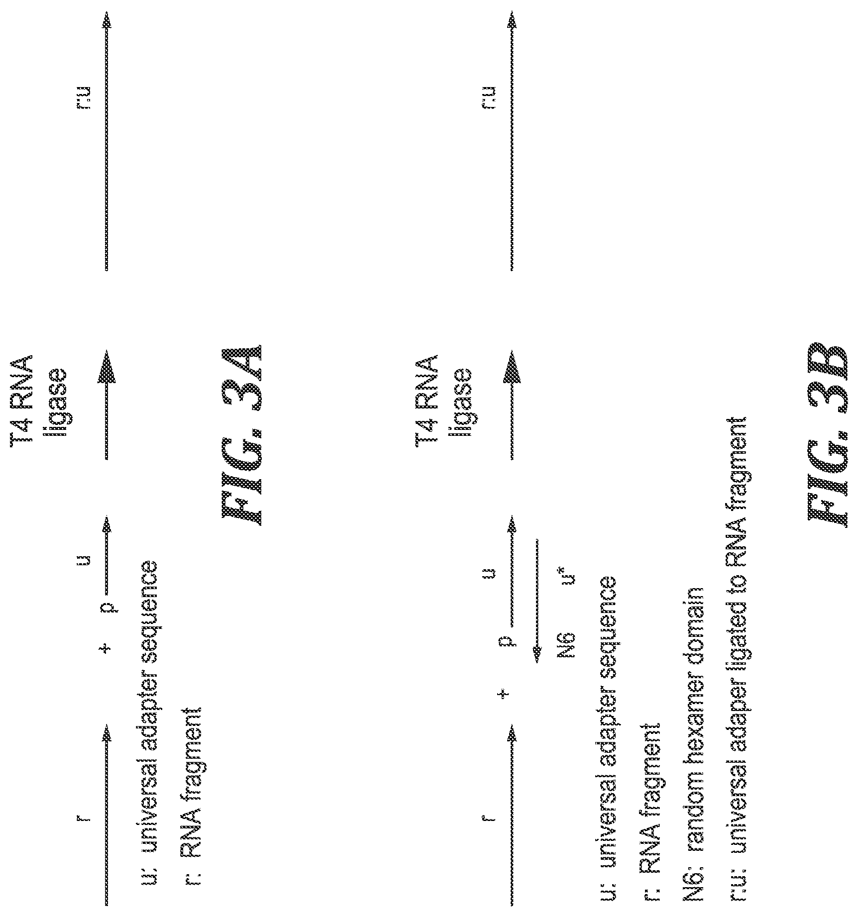Patent US12305220 Figure 3 – Methods and kits for labeling cellular molecules