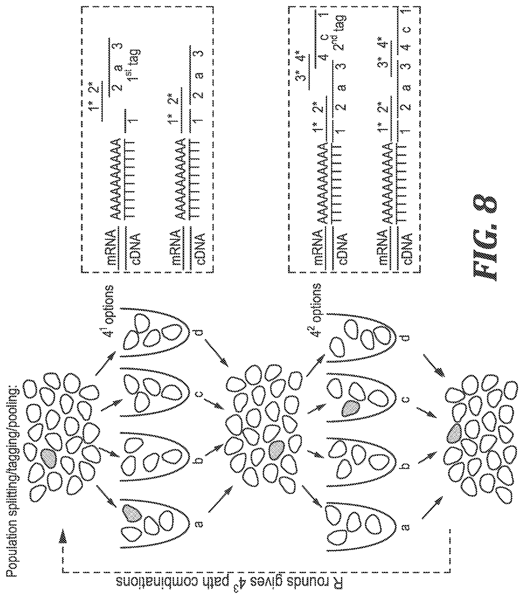 Patent US12305220 Figure 6 – Methods and kits for labeling cellular molecules