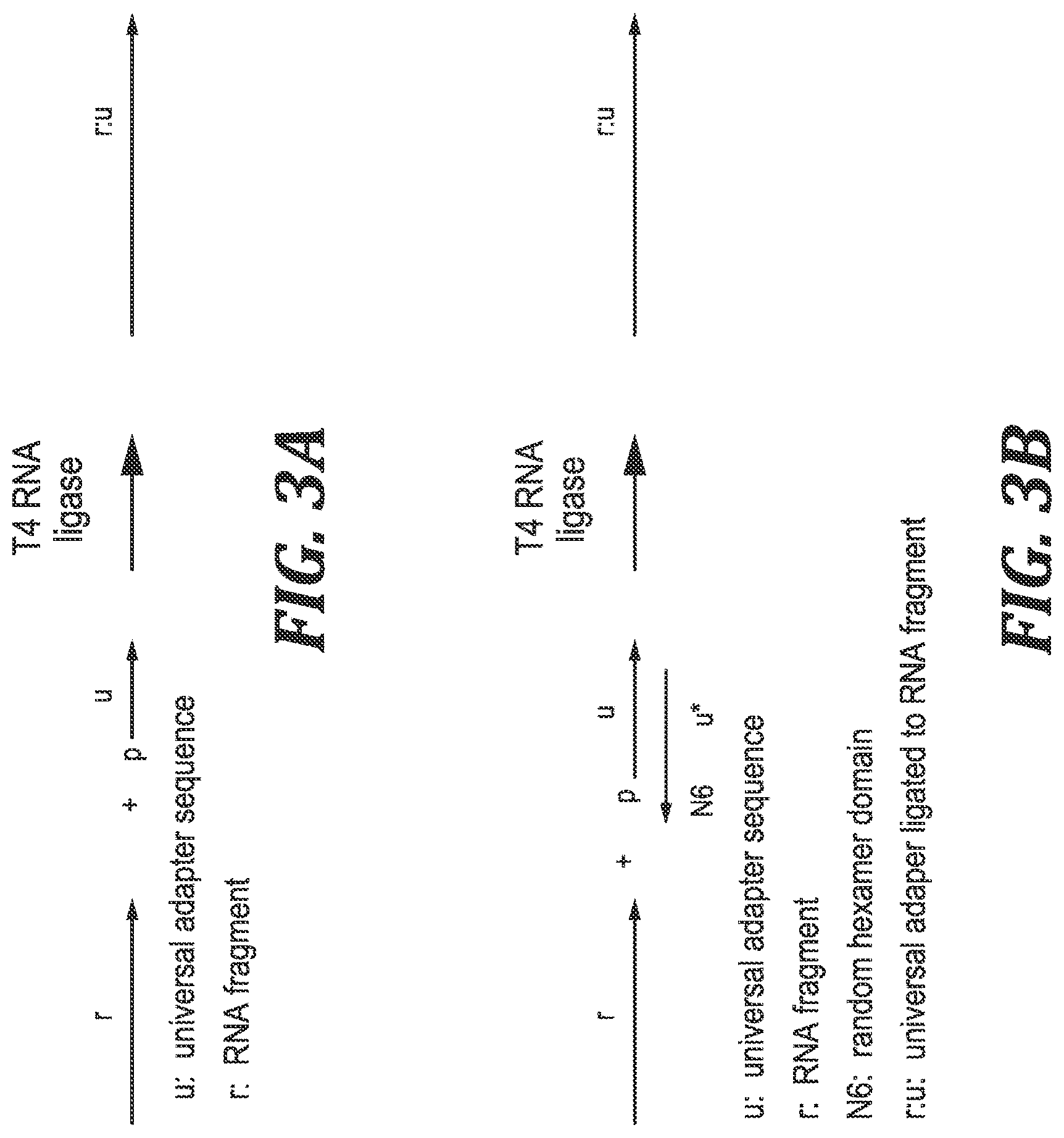 Patent US12305221 Figure 3 – Methods and kits for labeling cellular molecules