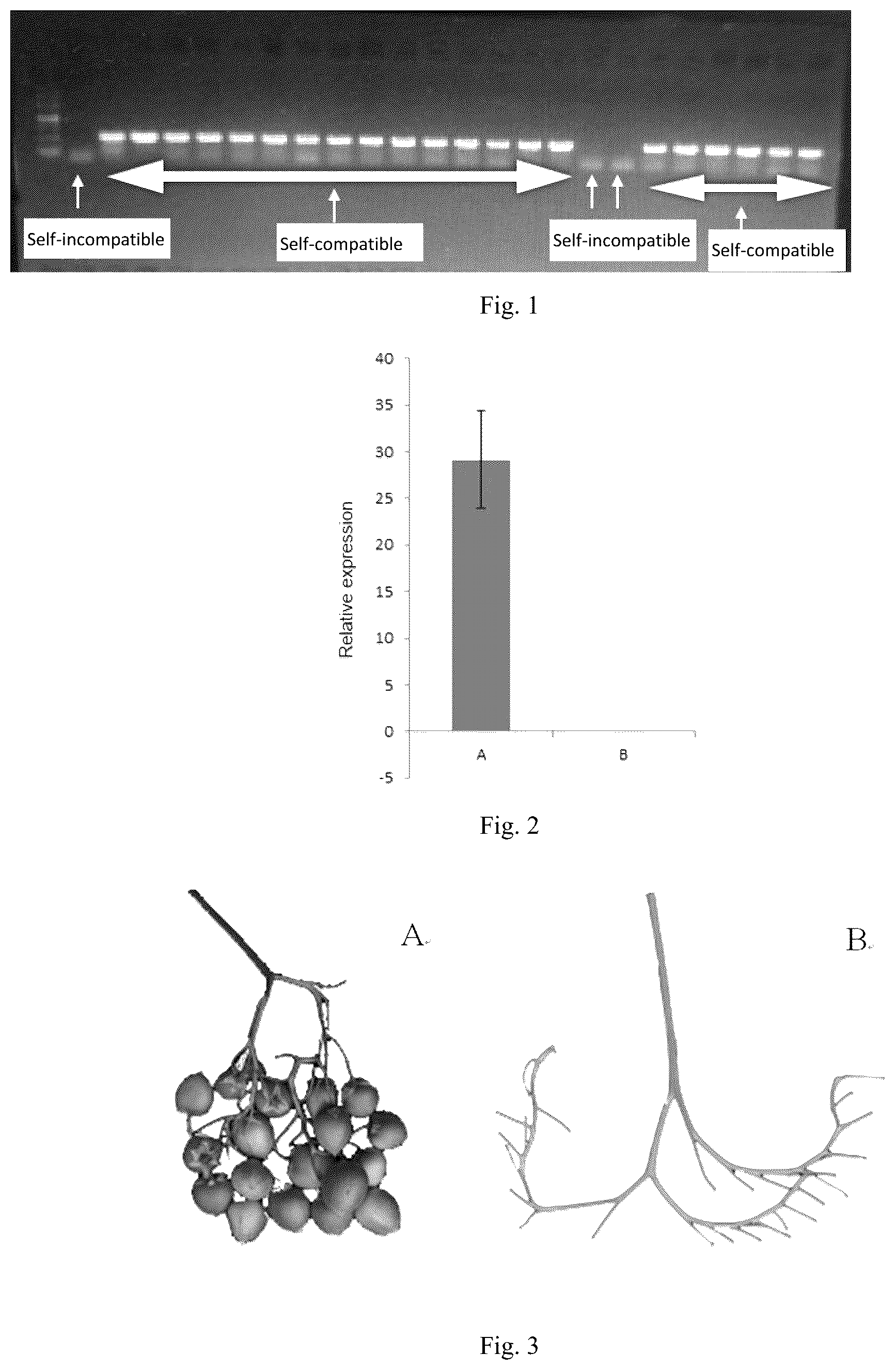 Patent US12305222 Figure 1 – Method for identifying whether a diploid potato is self-compatible