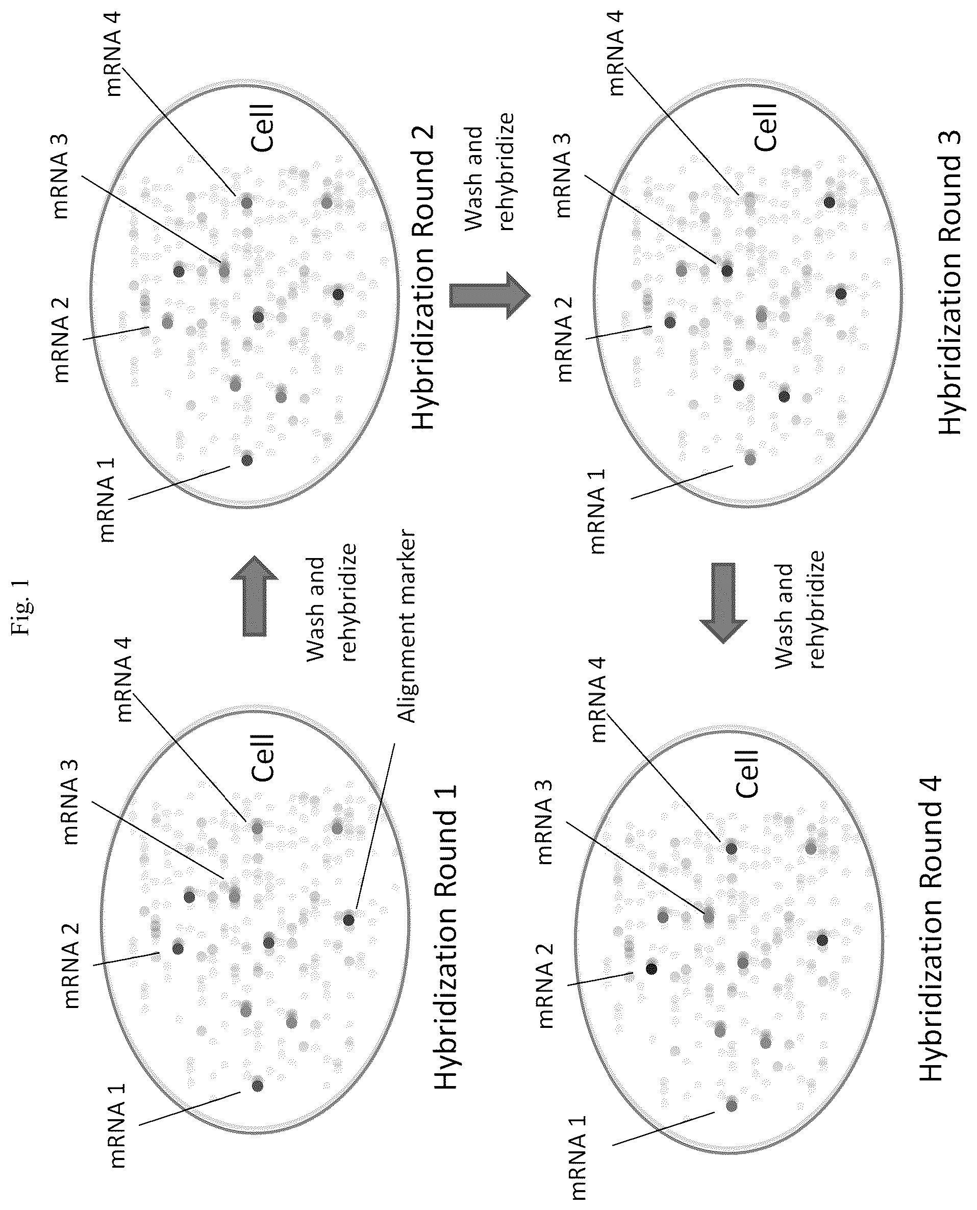 Patent US12305224 Figure 1 – Multiplex labeling of molecules by sequential hybridization barcoding