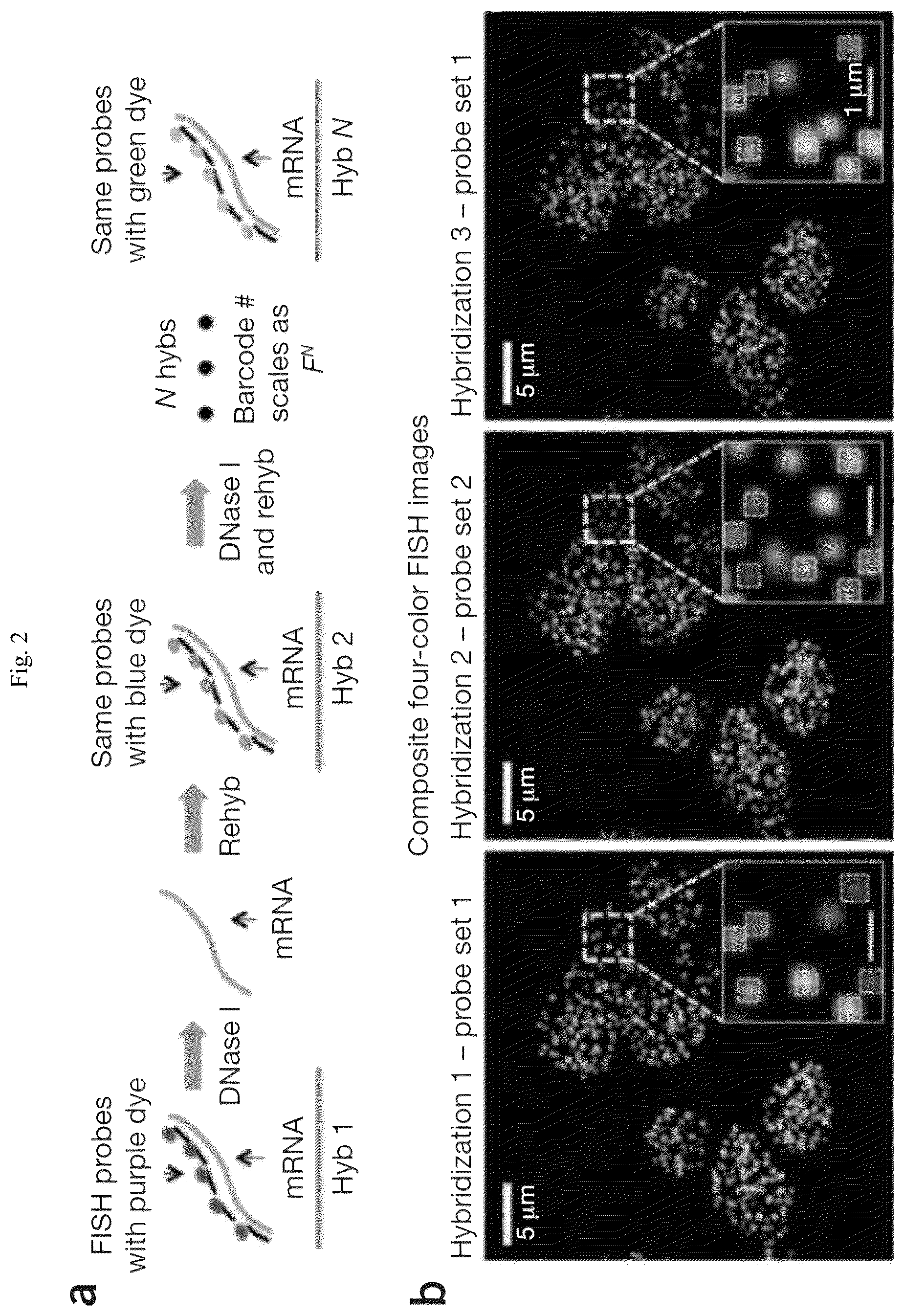 Patent US12305224 Figure 2 – Multiplex labeling of molecules by sequential hybridization barcoding