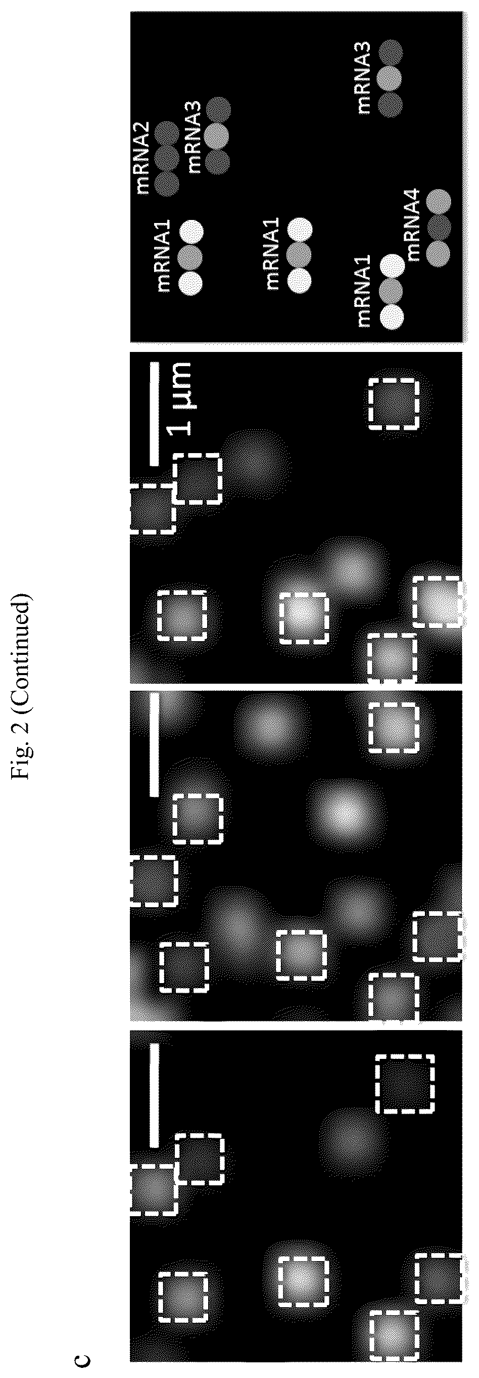 Patent US12305224 Figure 3 – Multiplex labeling of molecules by sequential hybridization barcoding