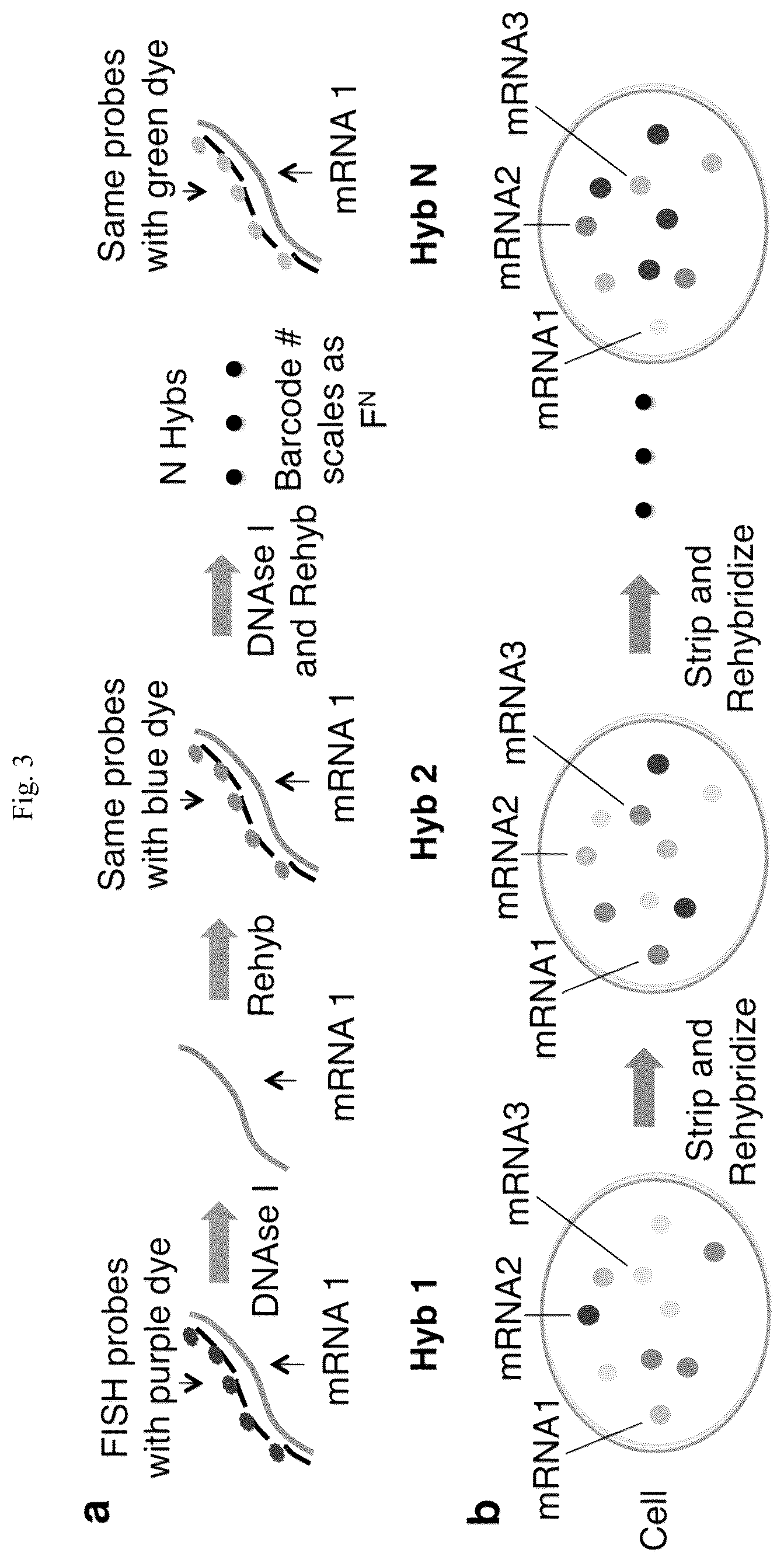 Patent US12305224 Figure 4 – Multiplex labeling of molecules by sequential hybridization barcoding