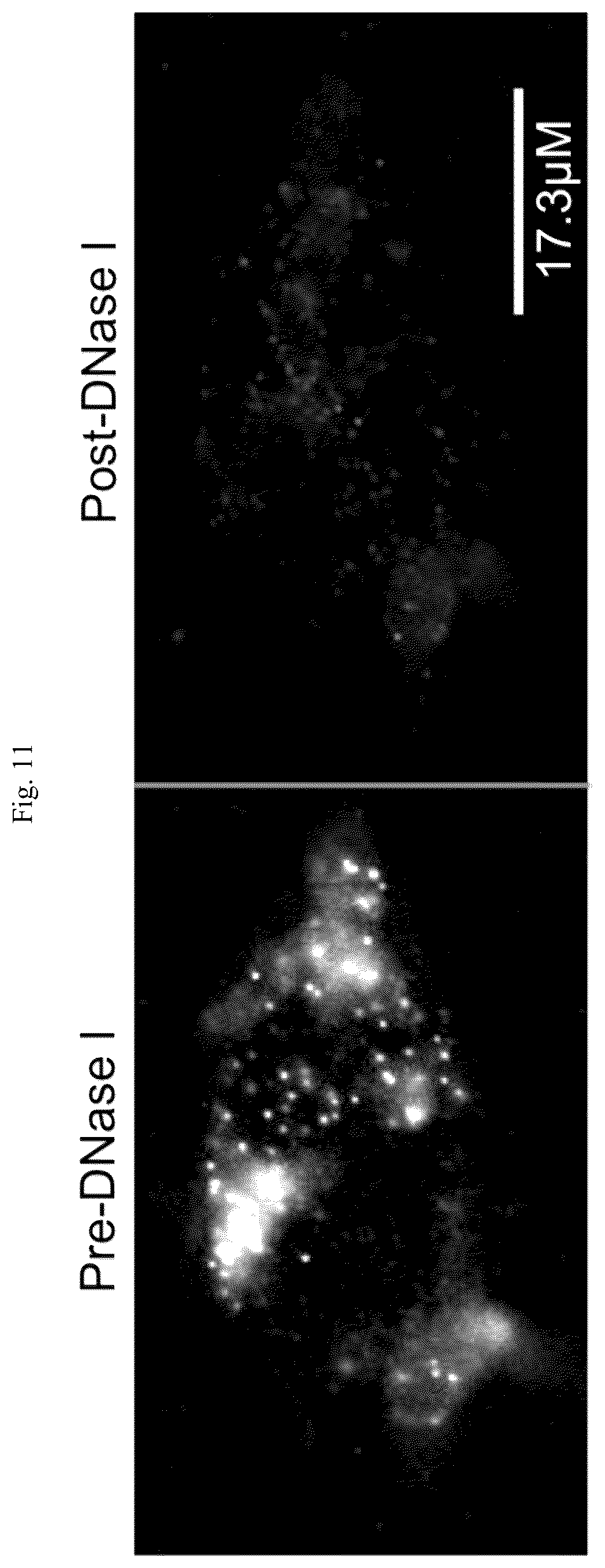 Patent US12305224 Figure 12 – Multiplex labeling of molecules by sequential hybridization barcoding