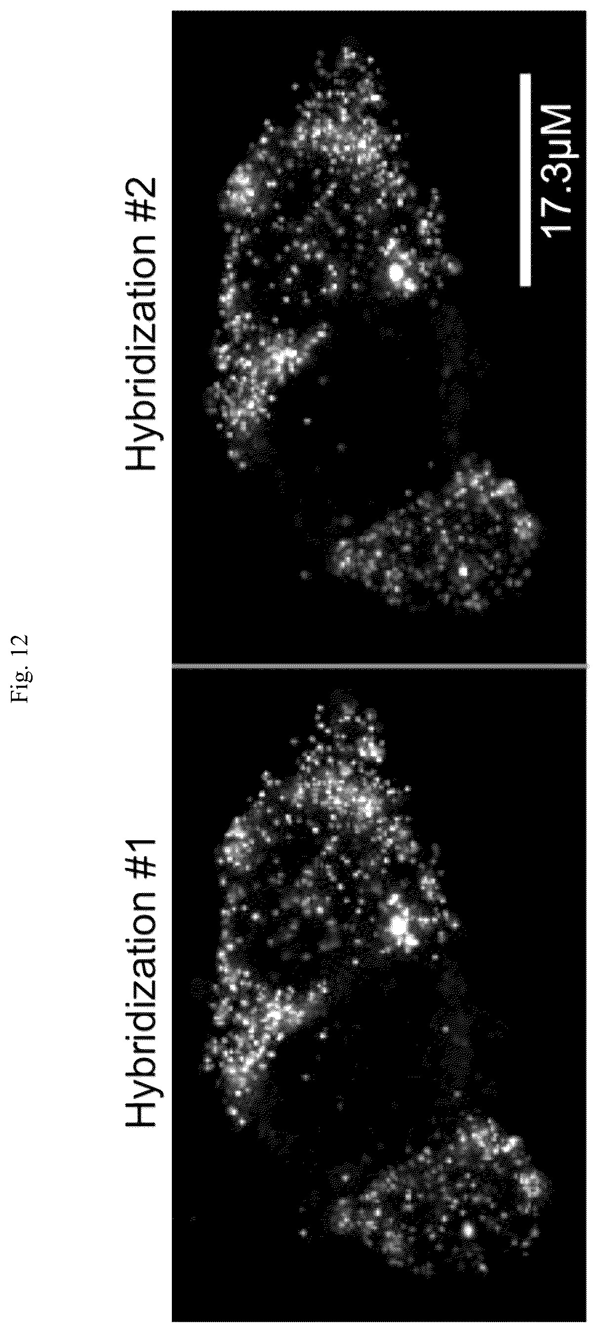 Patent US12305224 Figure 13 – Multiplex labeling of molecules by sequential hybridization barcoding