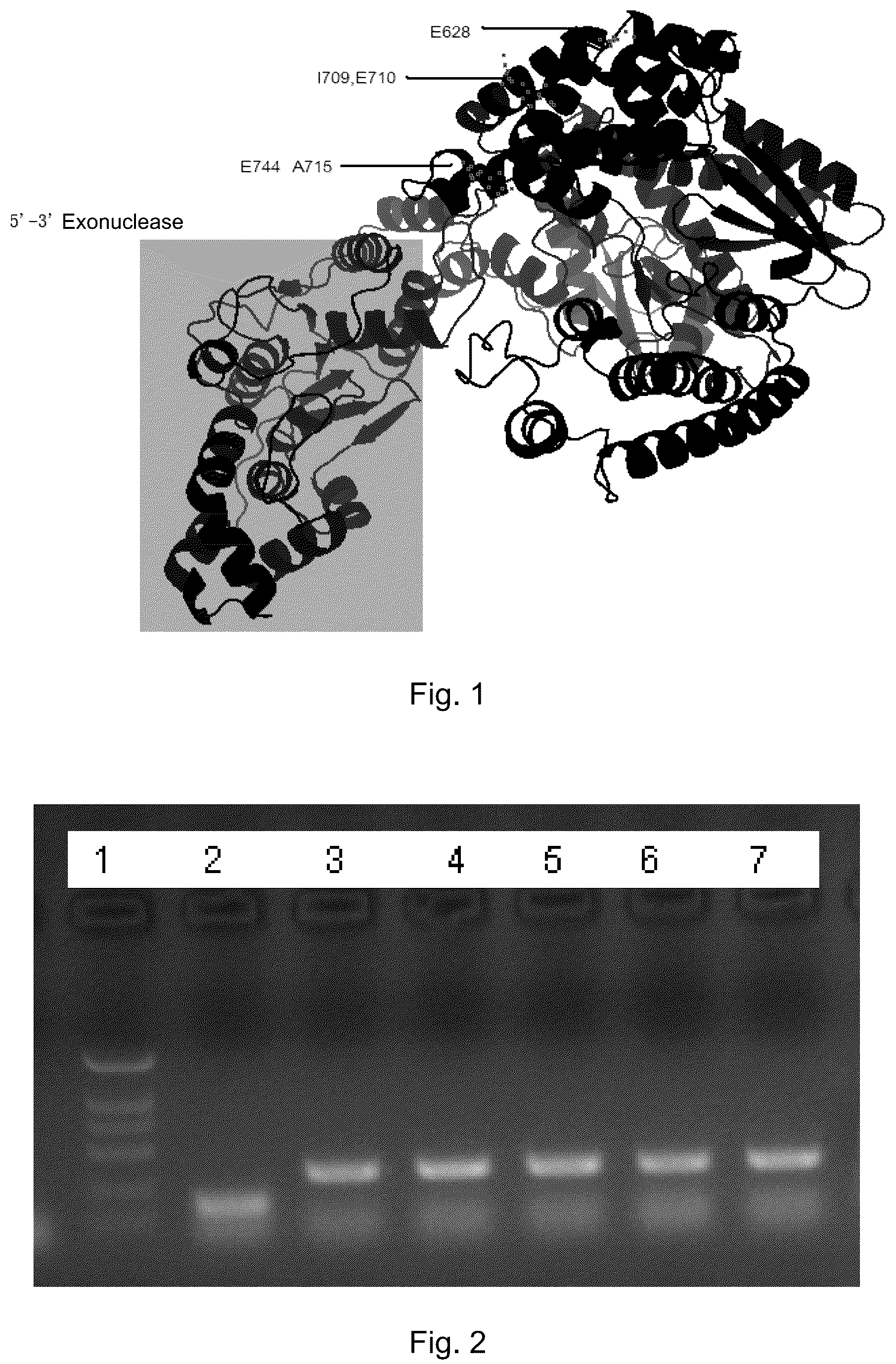 Patent US12305225 Figure 1 – Polymerase mutant and applications thereof