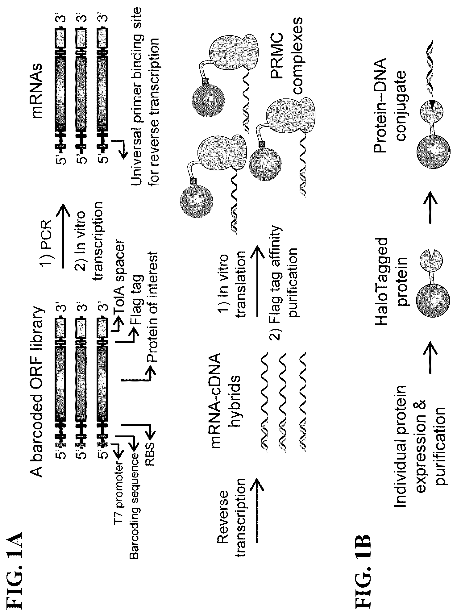 Patent US12305226 Figure 1 – Barcoded protein array for multiplex single-molecule interaction profiling
