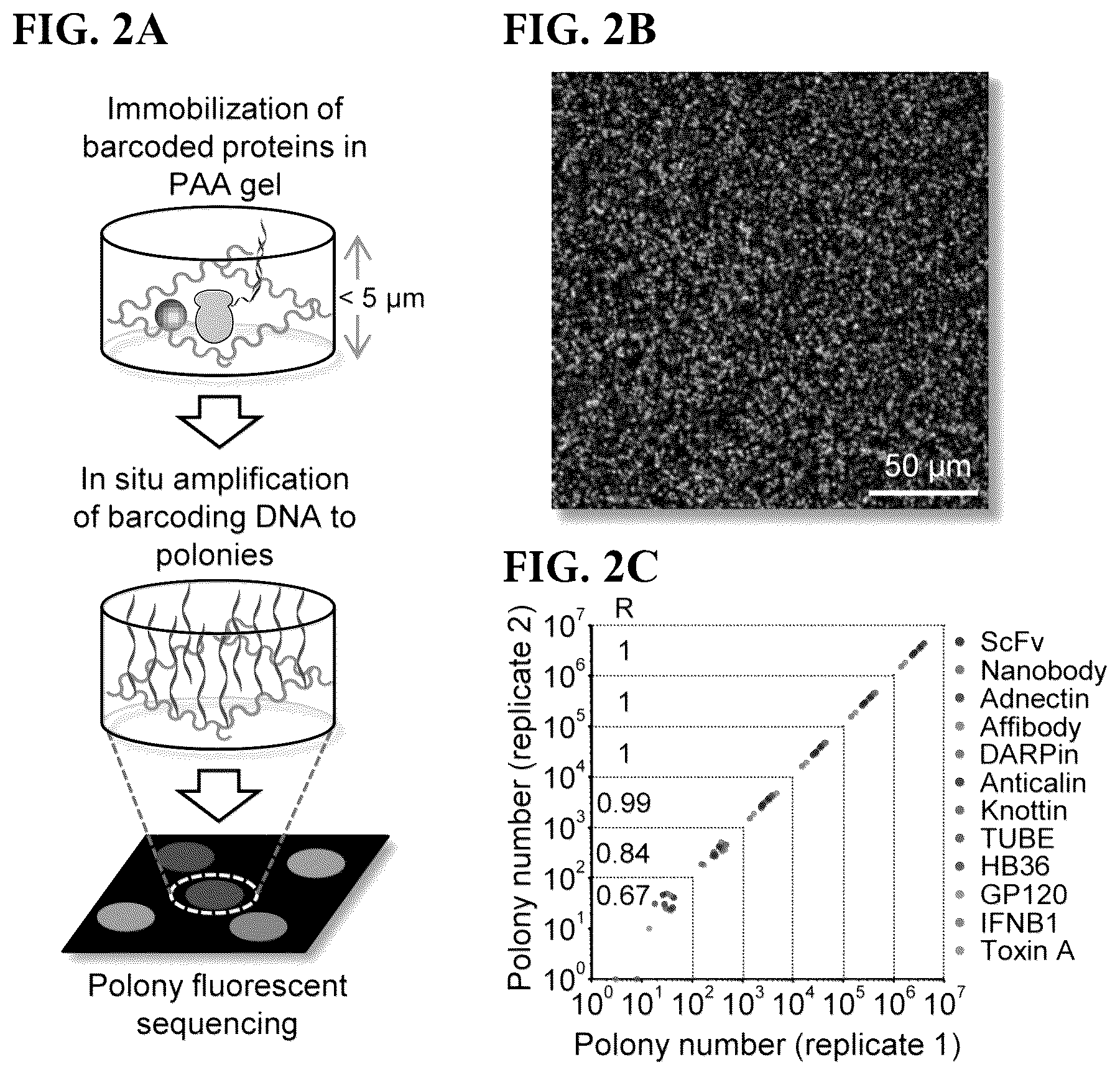 Patent US12305226 Figure 2 – Barcoded protein array for multiplex single-molecule interaction profiling