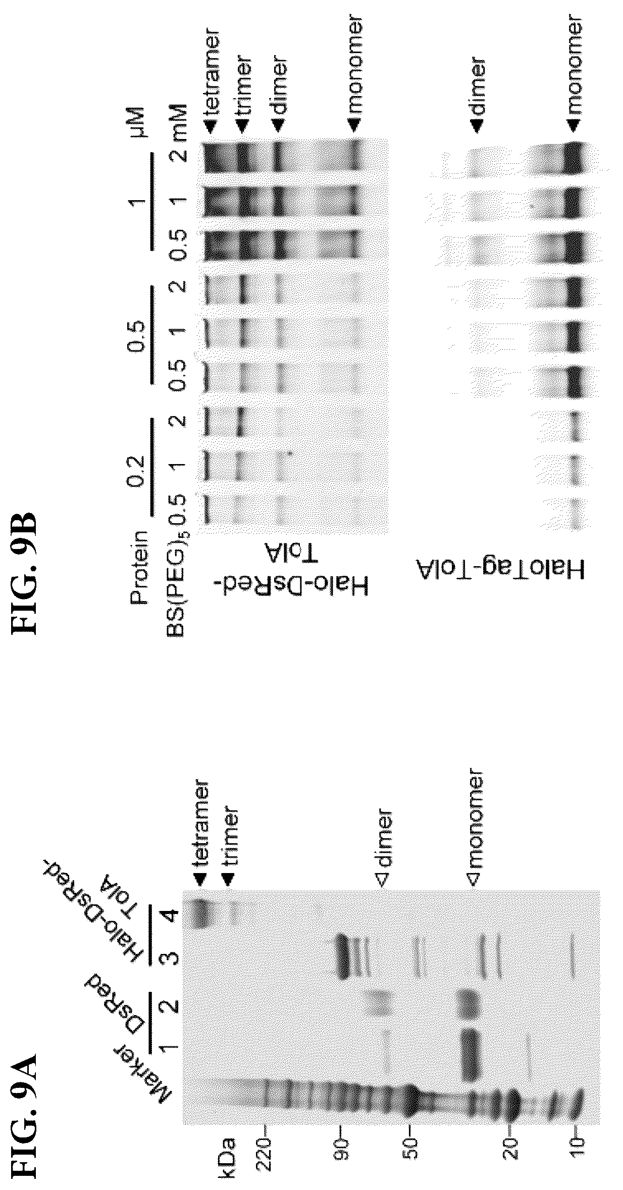 Patent US12305226 Figure 9 – Barcoded protein array for multiplex single-molecule interaction profiling
