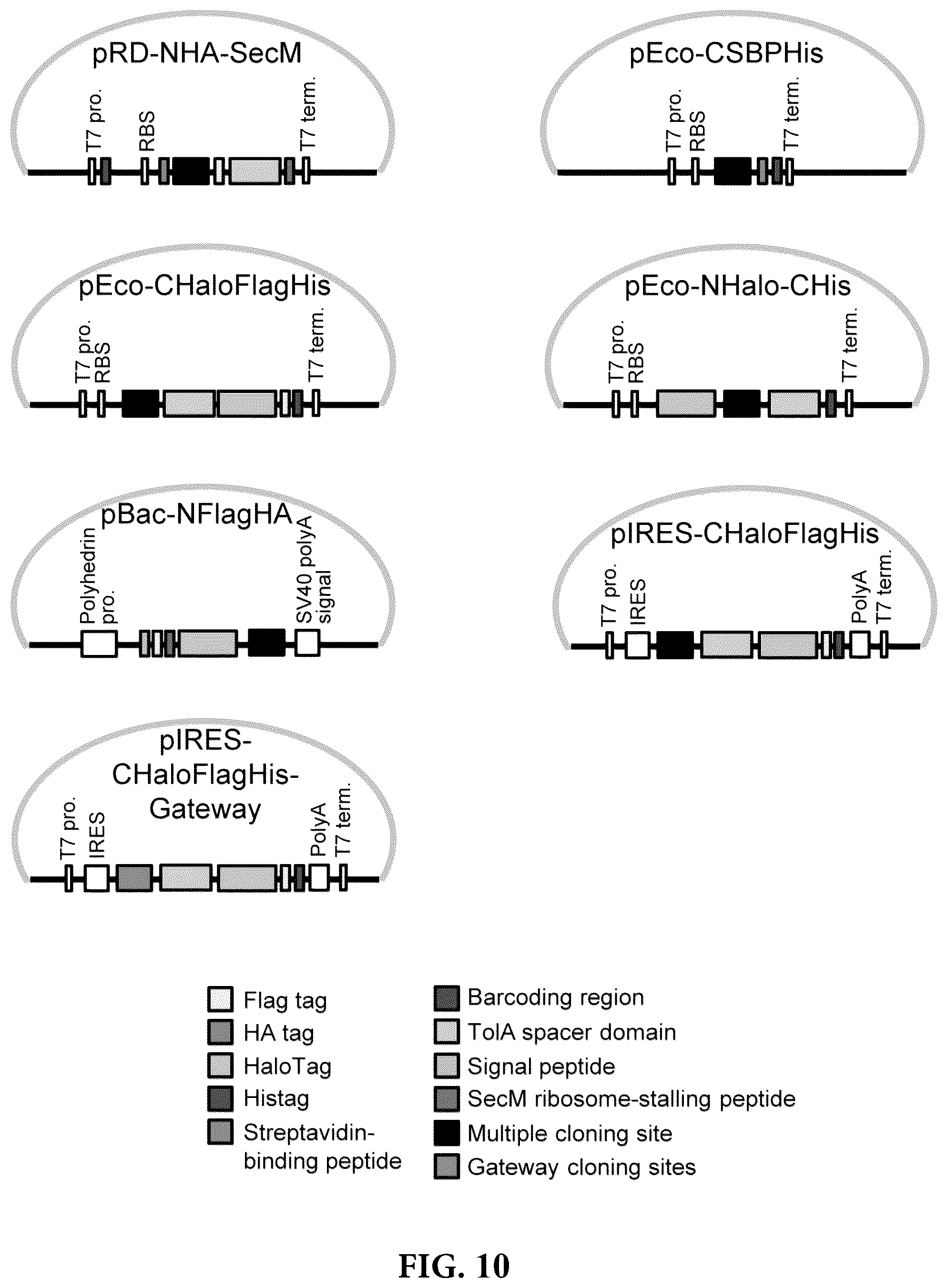 Patent US12305226 Figure 10 – Barcoded protein array for multiplex single-molecule interaction profiling