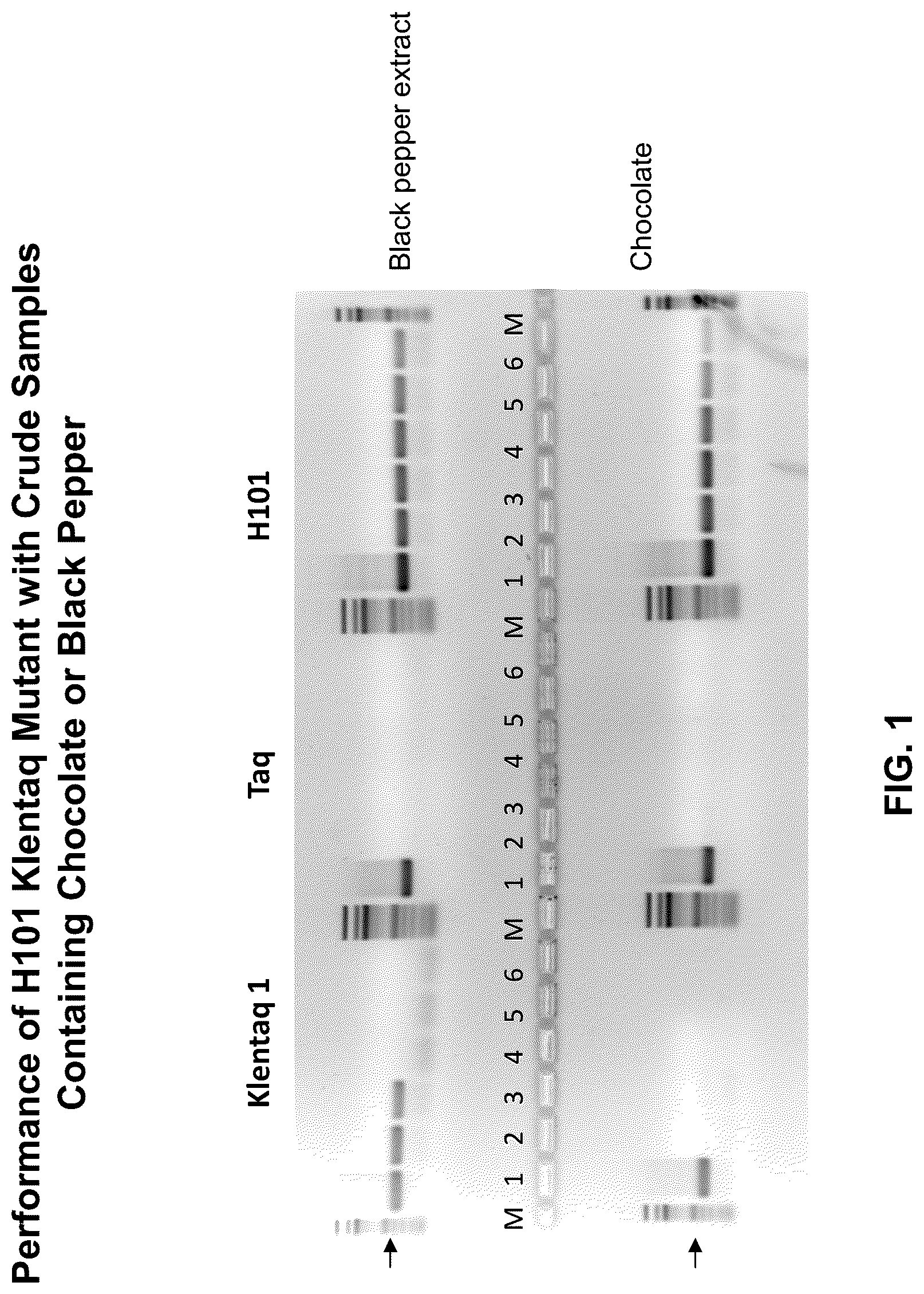 Patent US12305228 Figure 1 – Inhibition-resistant polymerases