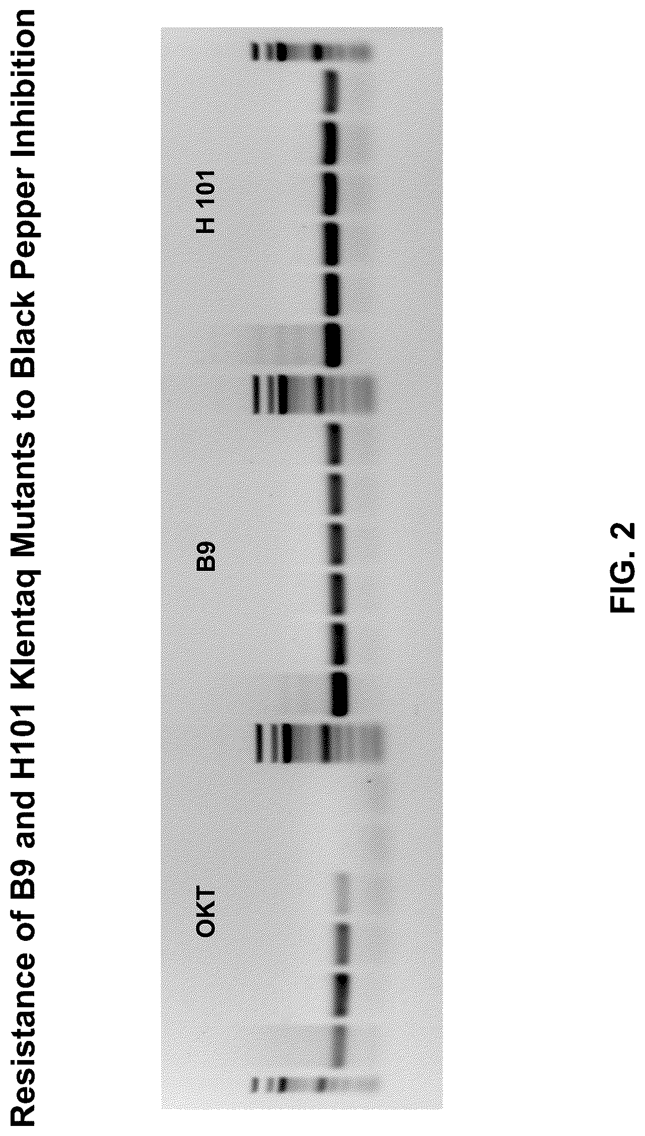 Patent US12305228 Figure 2 – Inhibition-resistant polymerases