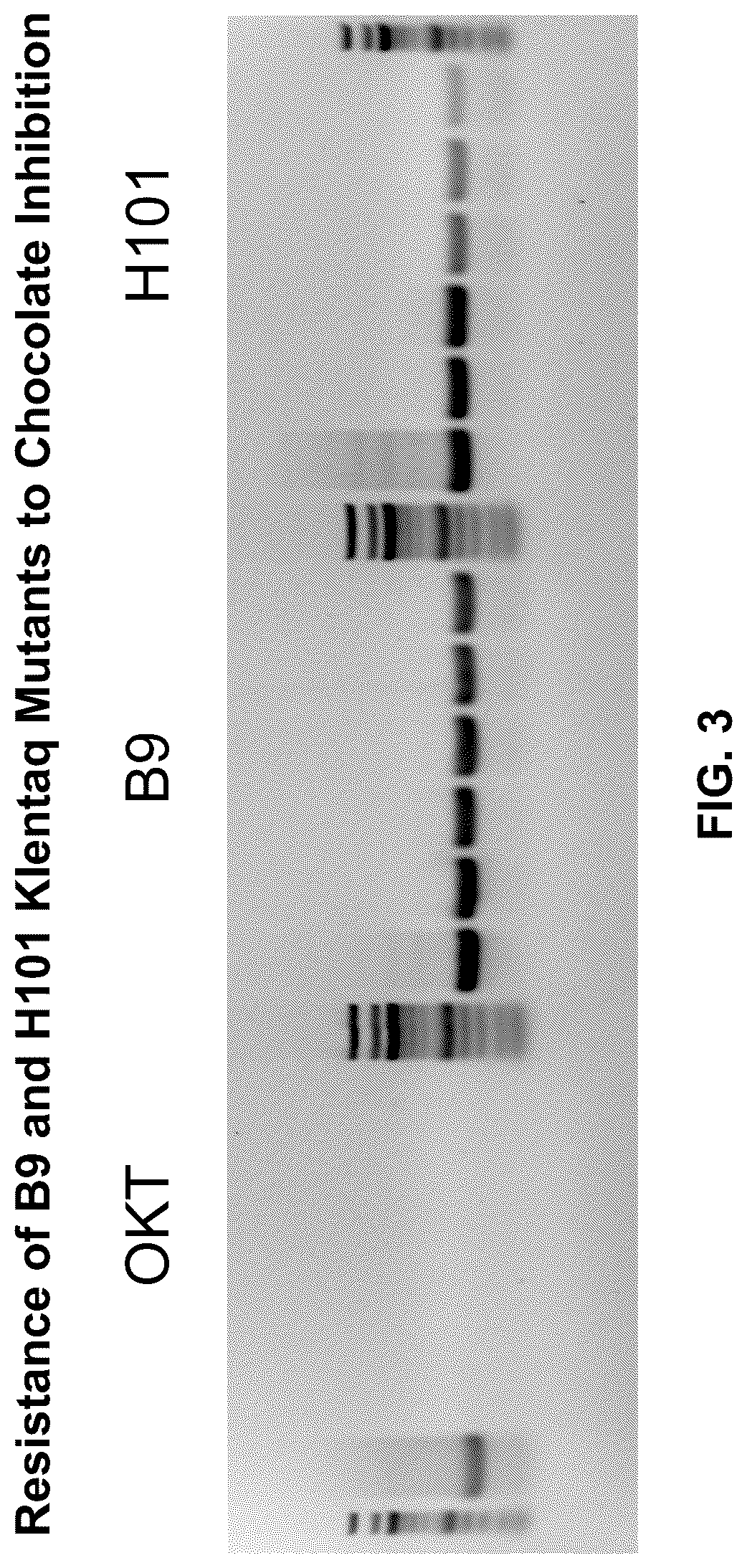 Patent US12305228 Figure 3 – Inhibition-resistant polymerases