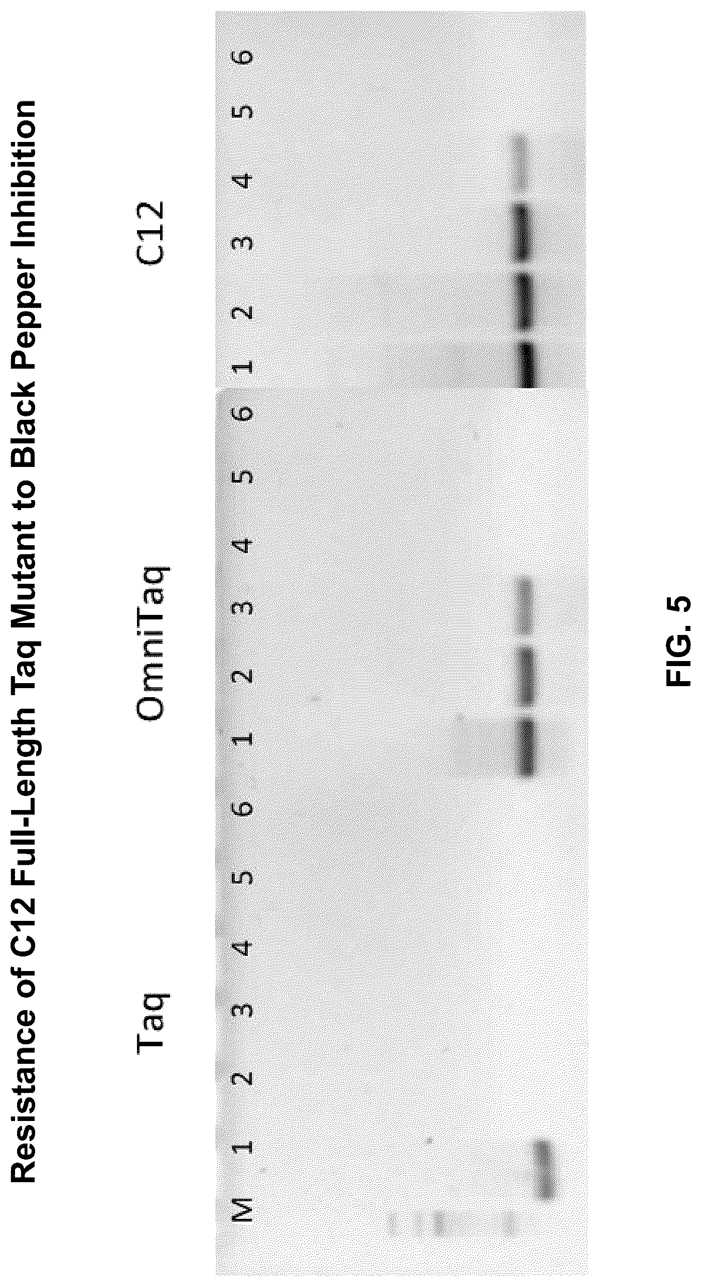 Patent US12305228 Figure 5 – Inhibition-resistant polymerases