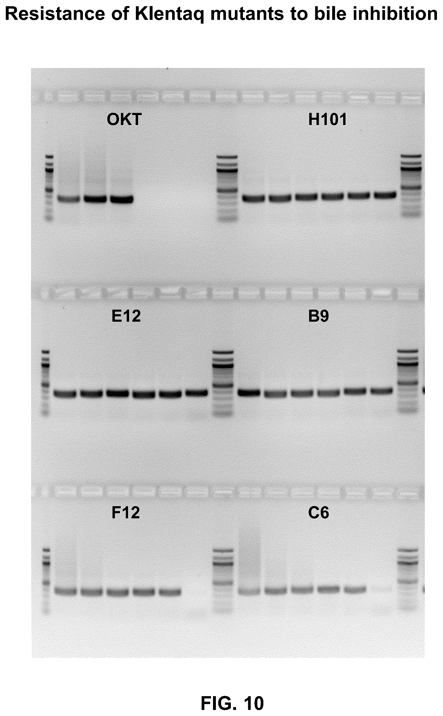 Patent US12305228 Figure 10 – Inhibition-resistant polymerases