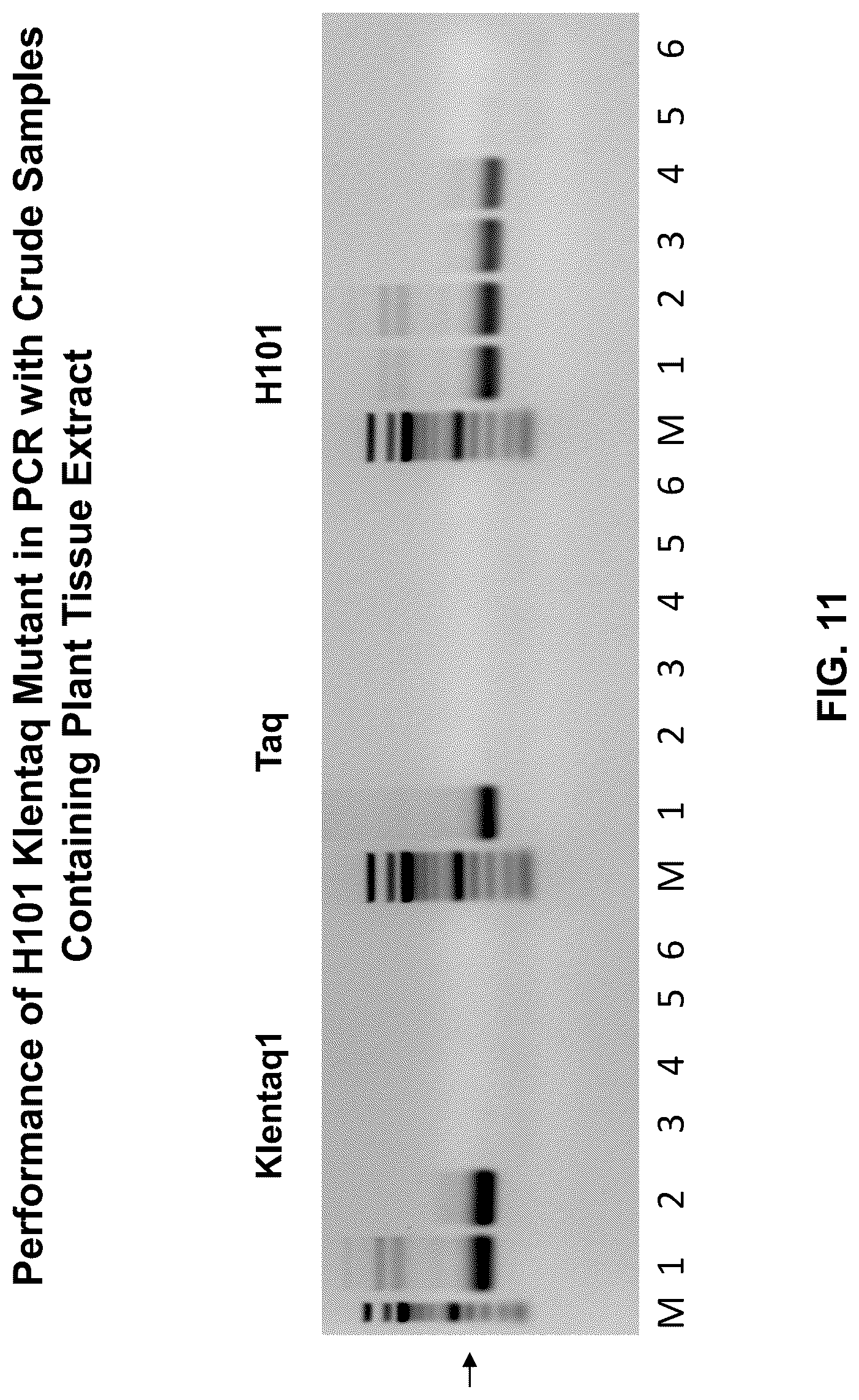 Patent US12305228 Figure 11 – Inhibition-resistant polymerases