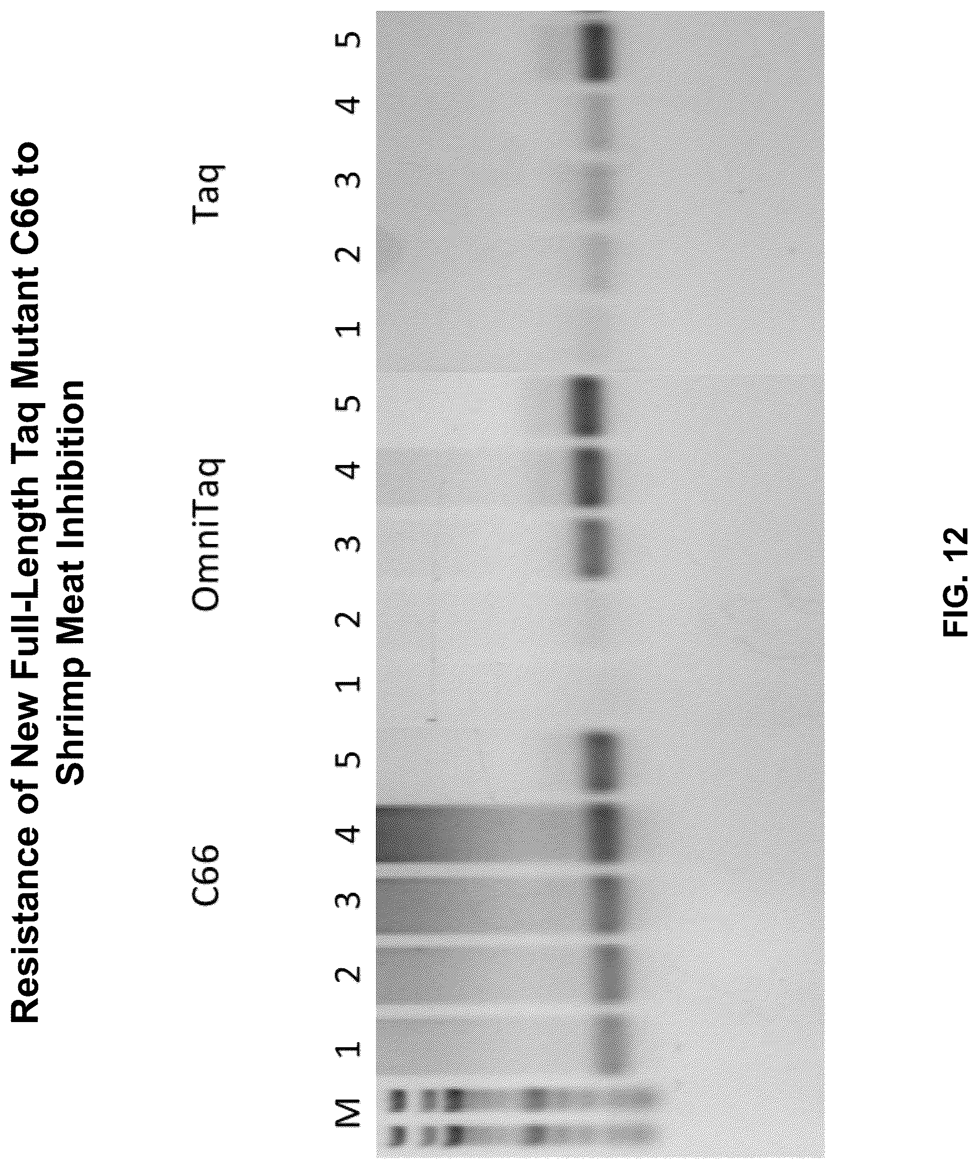 Patent US12305228 Figure 12 – Inhibition-resistant polymerases