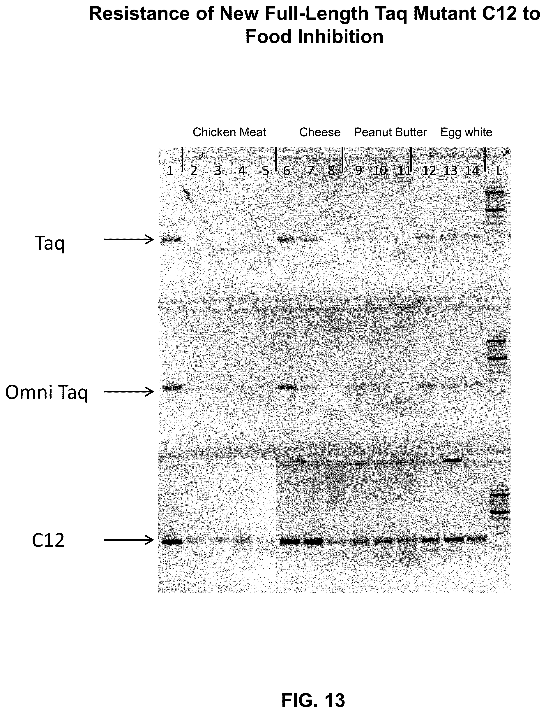 Patent US12305228 Figure 13 – Inhibition-resistant polymerases