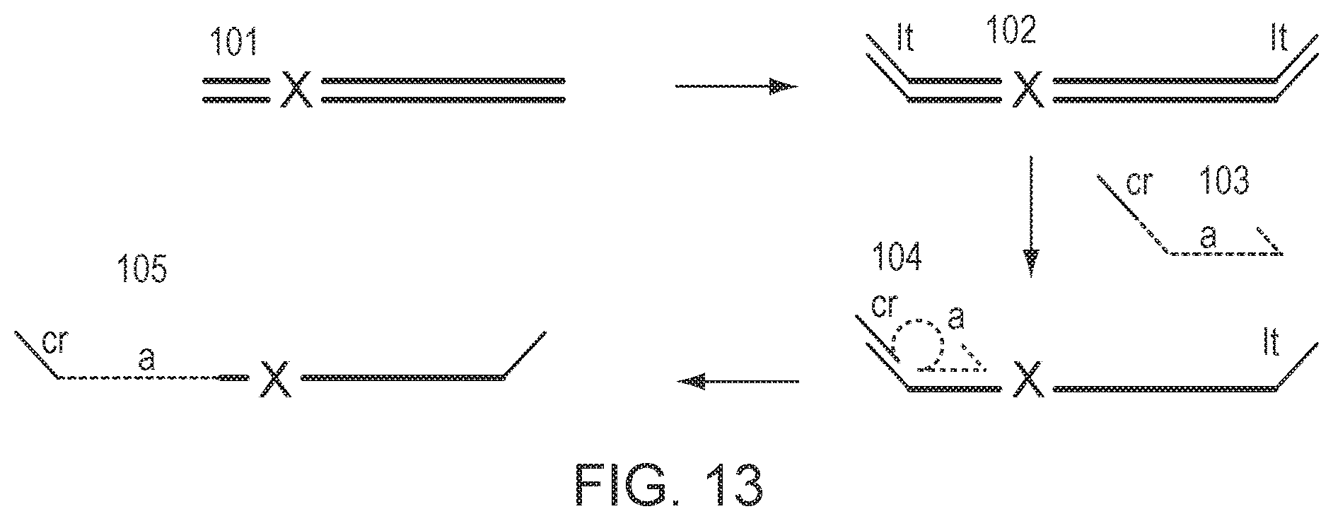 Patent US12305229 Figure 8 – Methods for simultaneous amplification of target loci