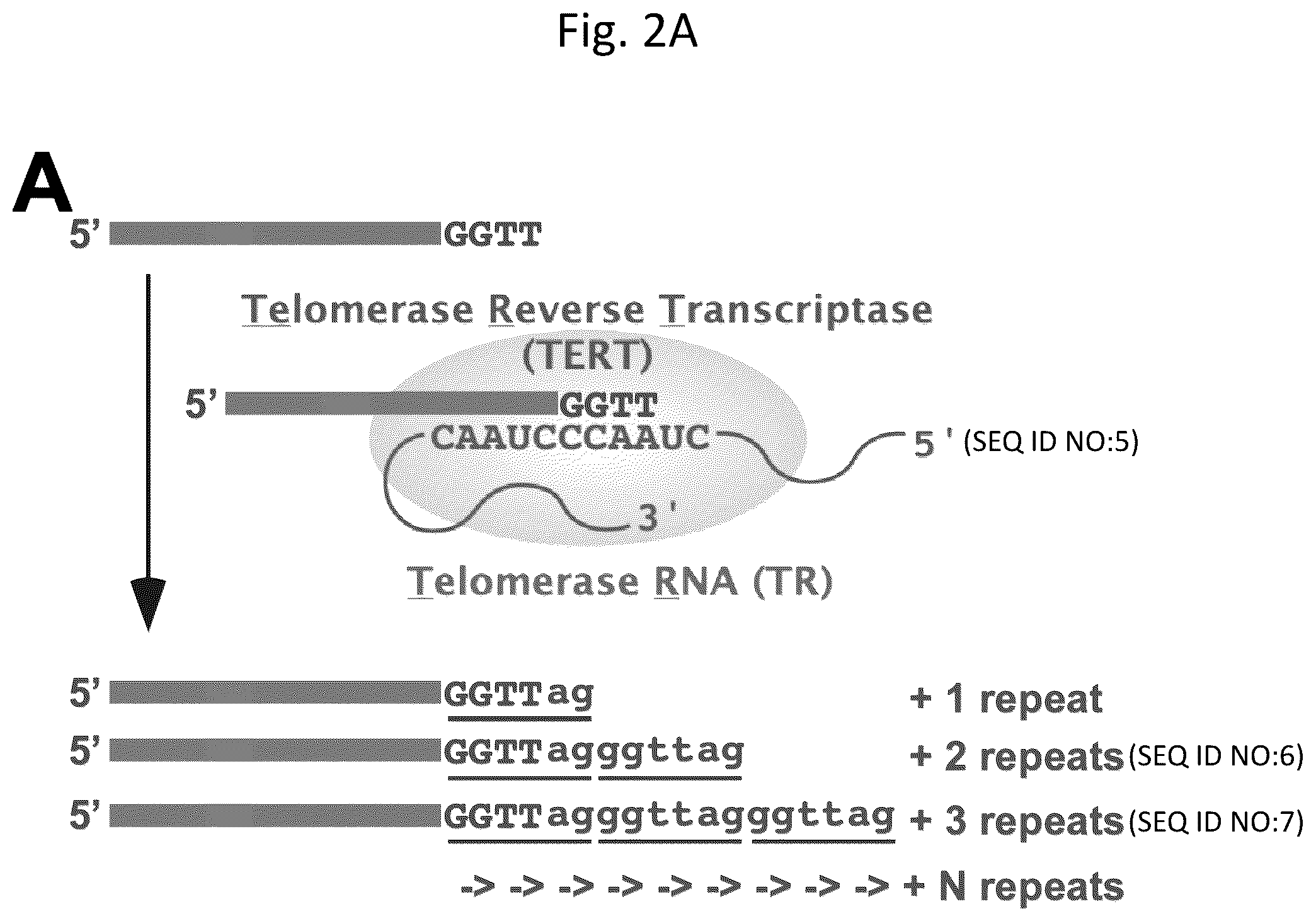 Patent US12305233 Figure 2 – Ultra-high-throughput assay for telomerase repeat addition processivity