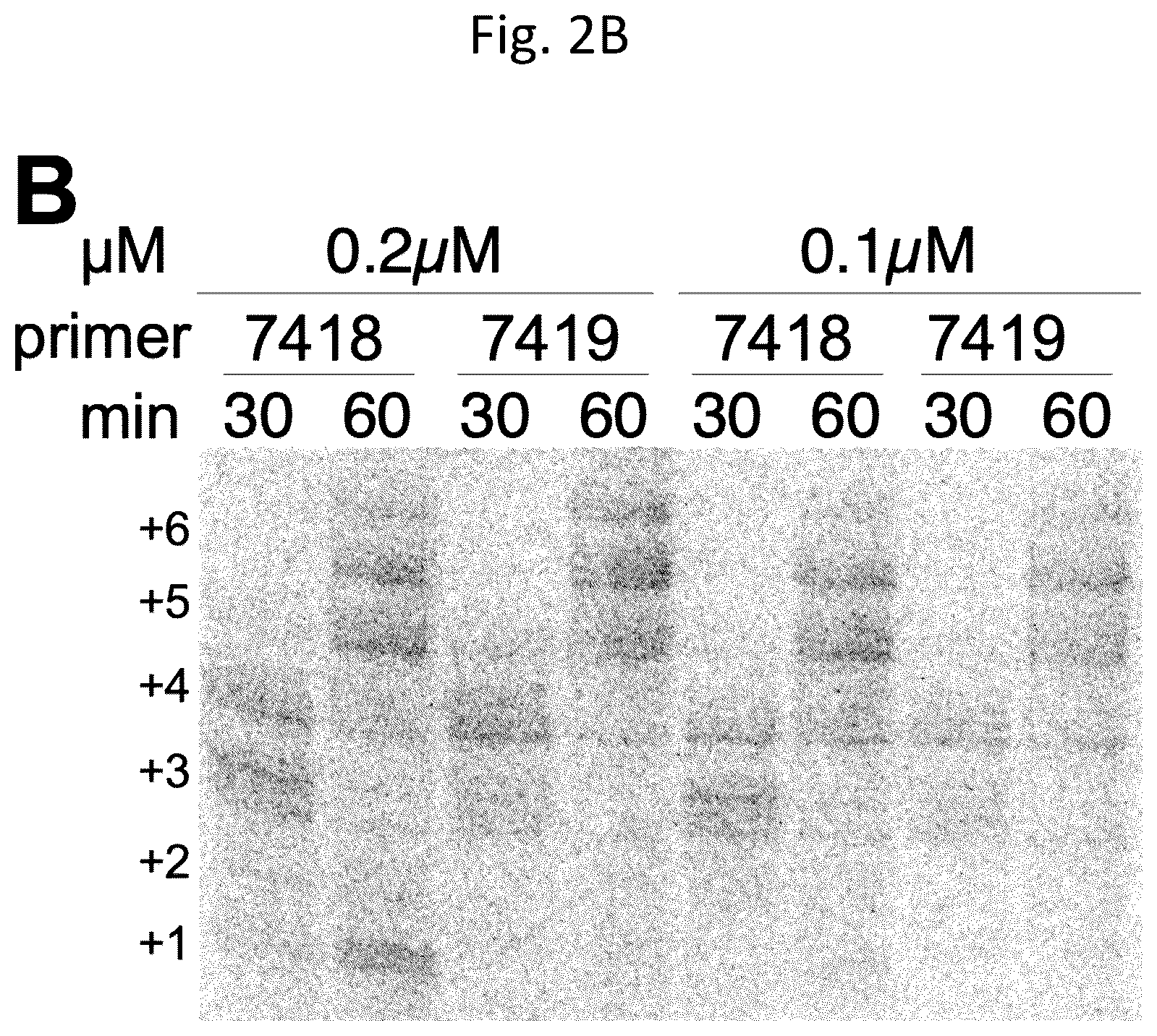 Patent US12305233 Figure 3 – Ultra-high-throughput assay for telomerase repeat addition processivity