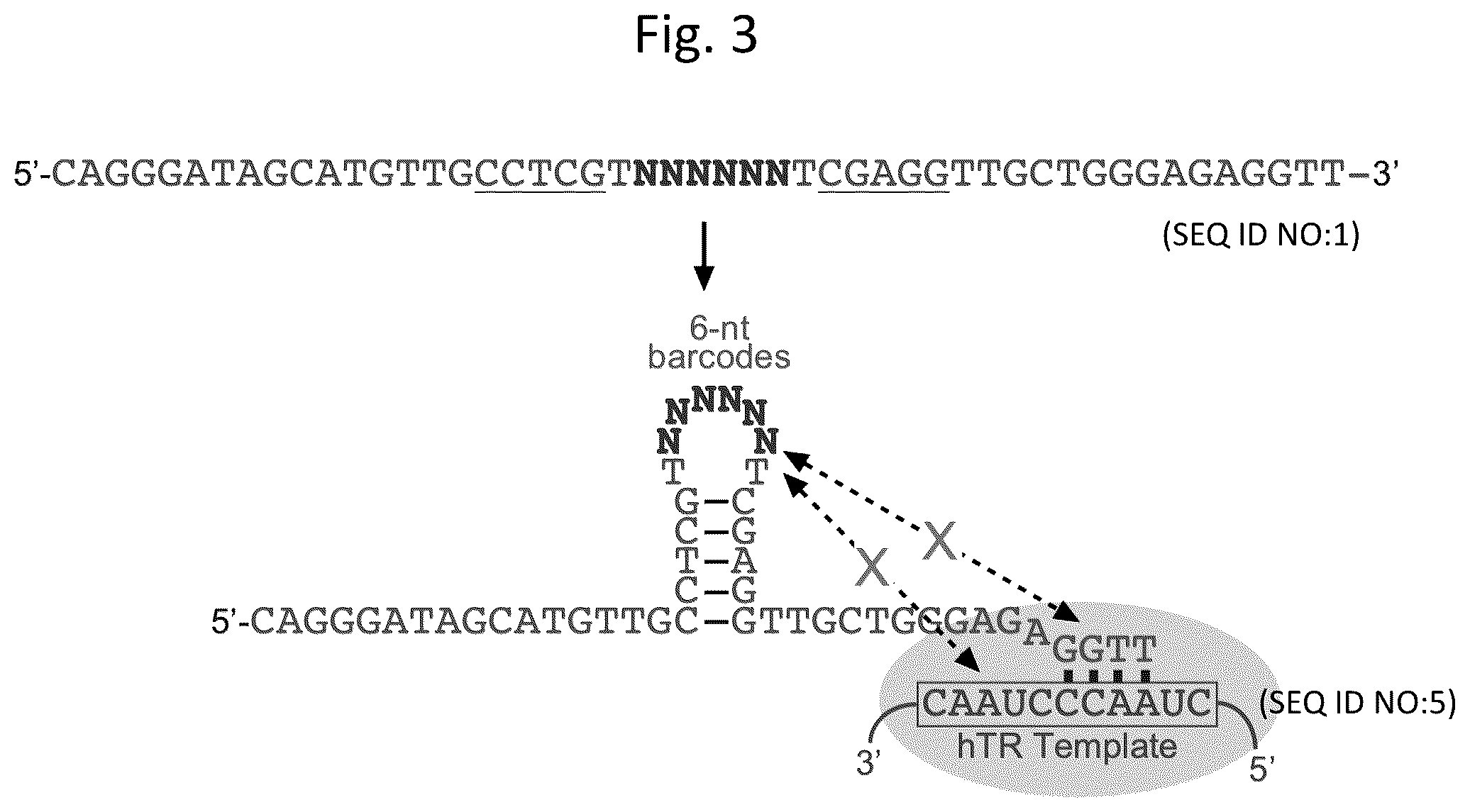 Patent US12305233 Figure 4 – Ultra-high-throughput assay for telomerase repeat addition processivity