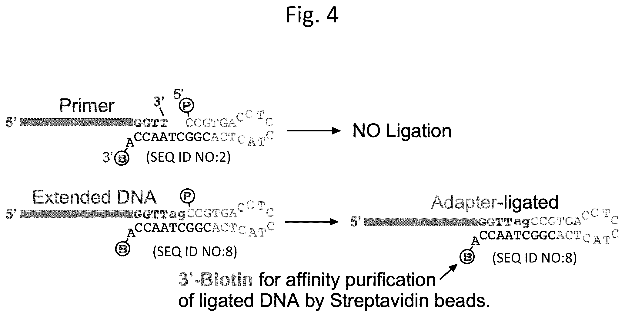 Patent US12305233 Figure 5 – Ultra-high-throughput assay for telomerase repeat addition processivity