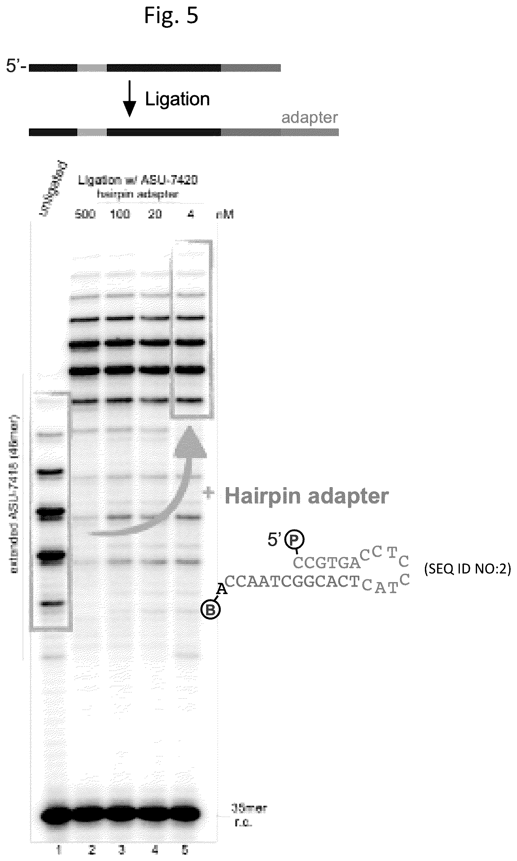 Patent US12305233 Figure 6 – Ultra-high-throughput assay for telomerase repeat addition processivity