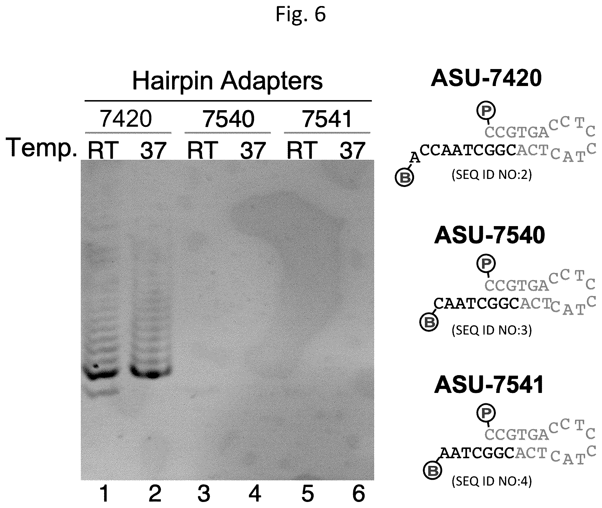 Patent US12305233 Figure 7 – Ultra-high-throughput assay for telomerase repeat addition processivity