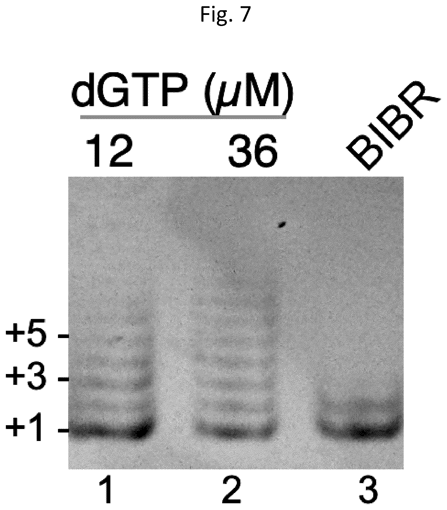 Patent US12305233 Figure 8 – Ultra-high-throughput assay for telomerase repeat addition processivity