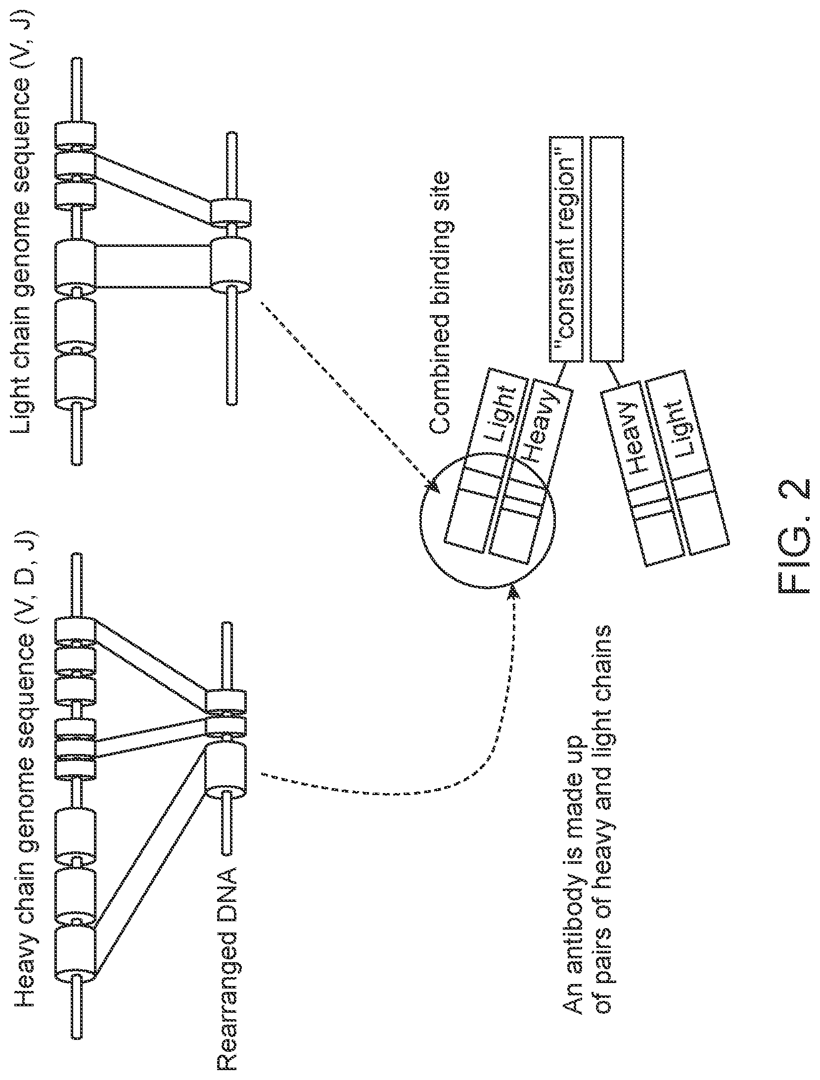 Patent US12305235 Figure 2 – Methods for detecting immune cell DNA and monitoring immune system