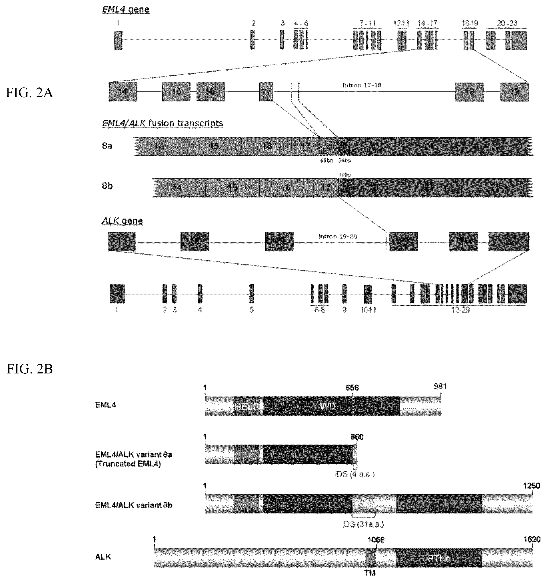 Patent US12305241 Figure 2 – EML4-ALK translocations in lung cancer