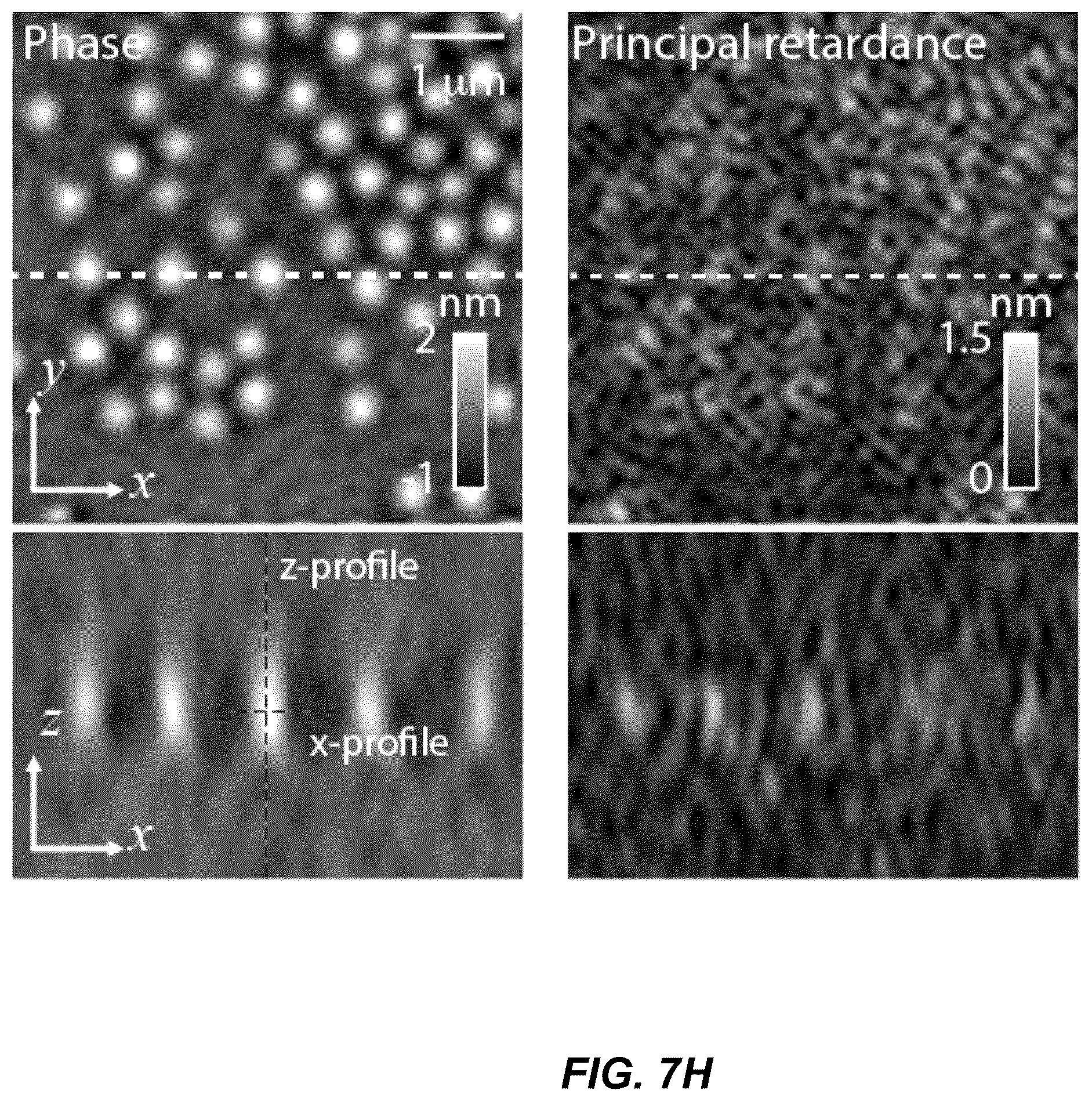 Patent US12306102 Figure 10 – Method and system for quantitative three dimensional measurement of density, anisotropy, and orientation without label