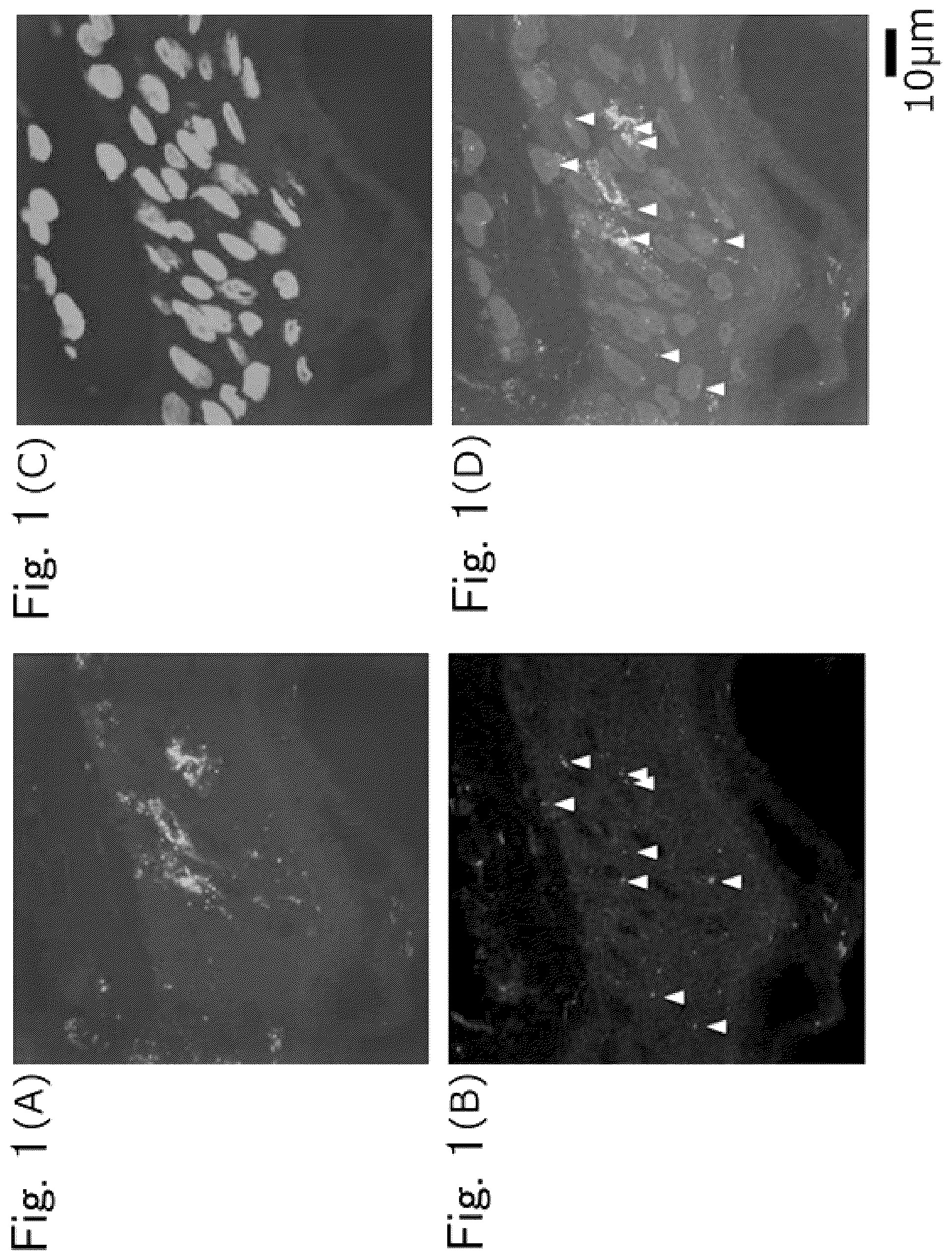 Patent US12306171 — Method for detecting indicator of immune-related disease — Figure 1