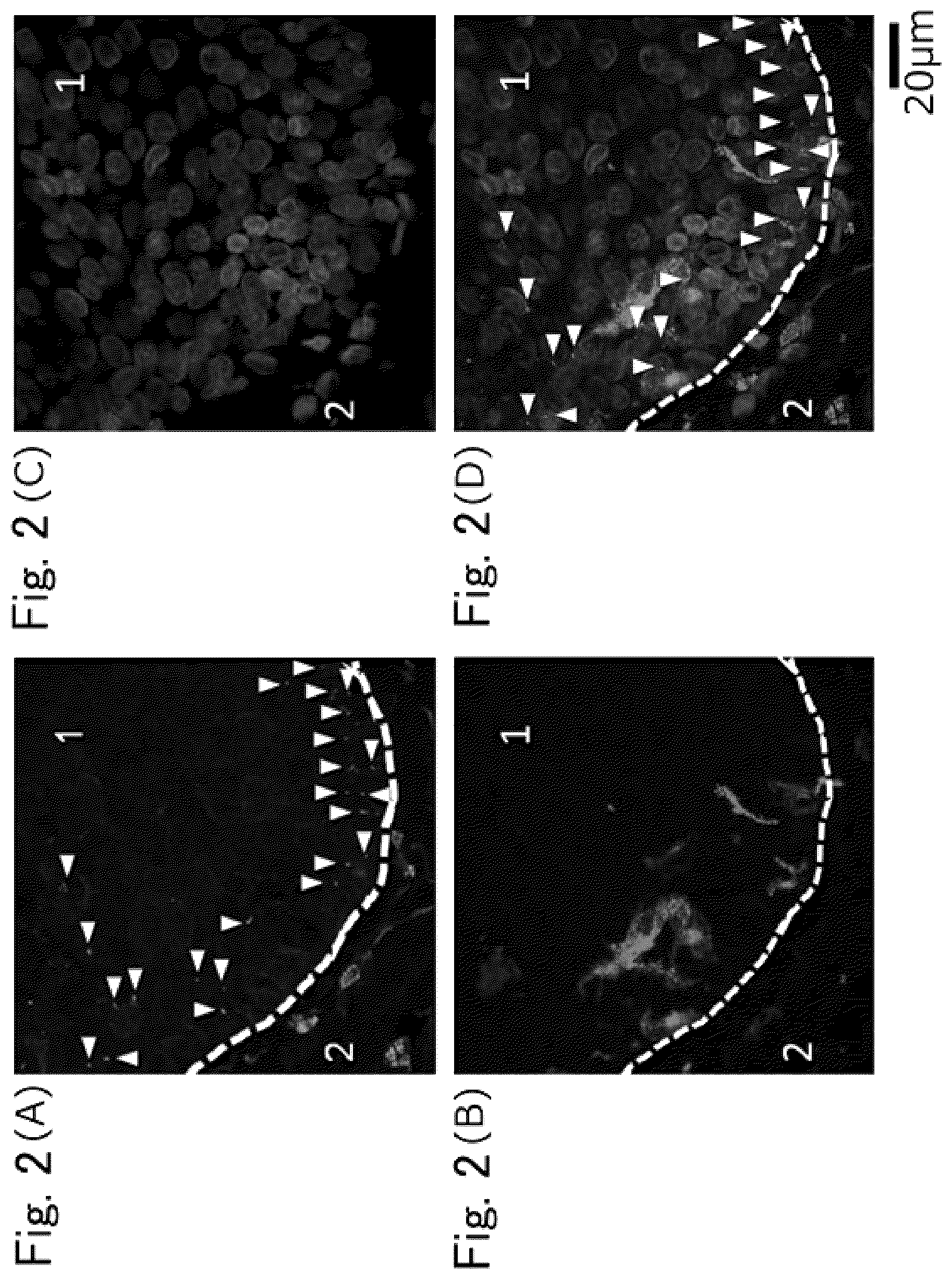 Patent US12306171 Figure 2 – Method for detecting indicator of immune-related disease
