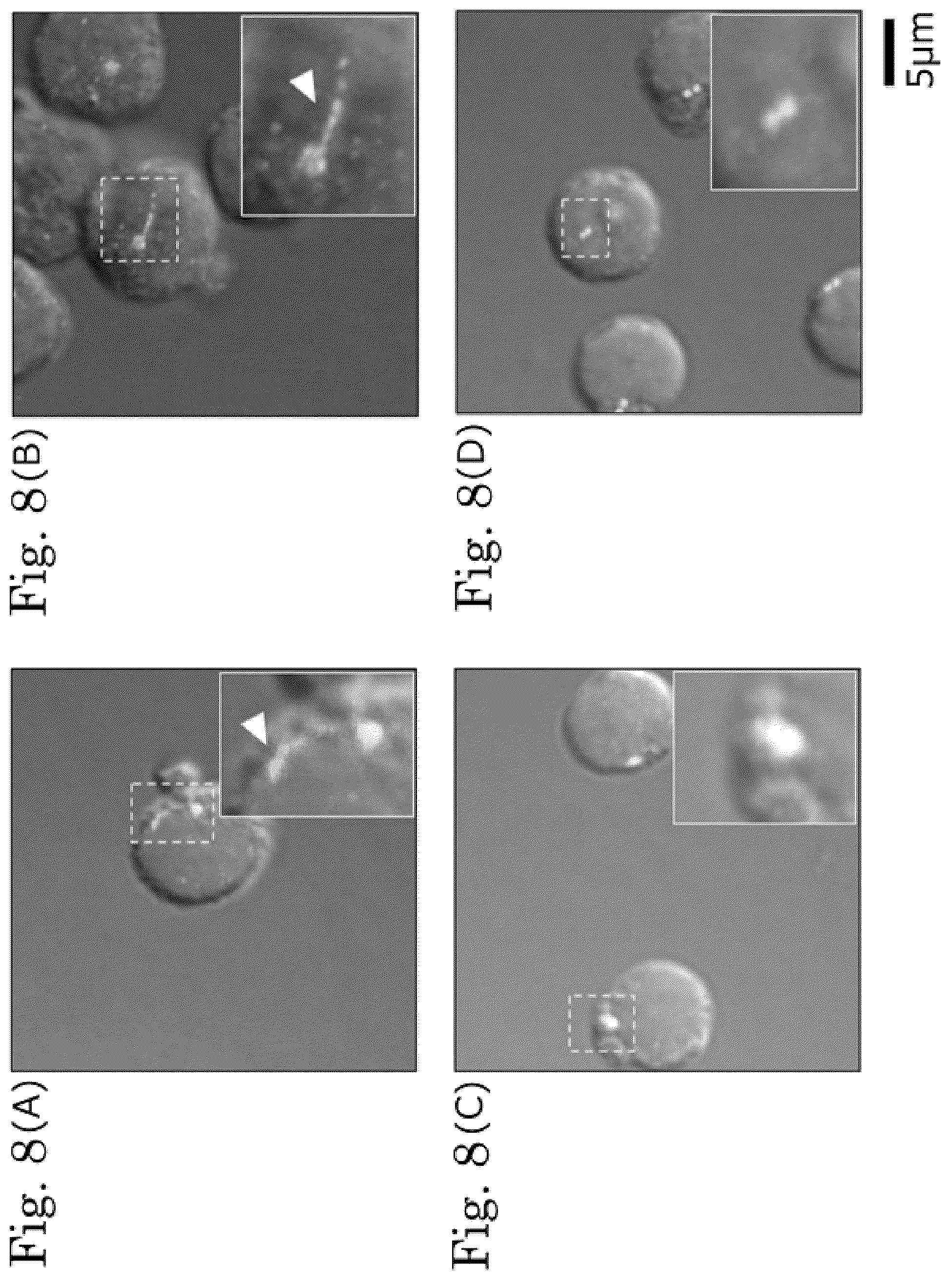 Patent US12306171 Figure 8 – Method for detecting indicator of immune-related disease