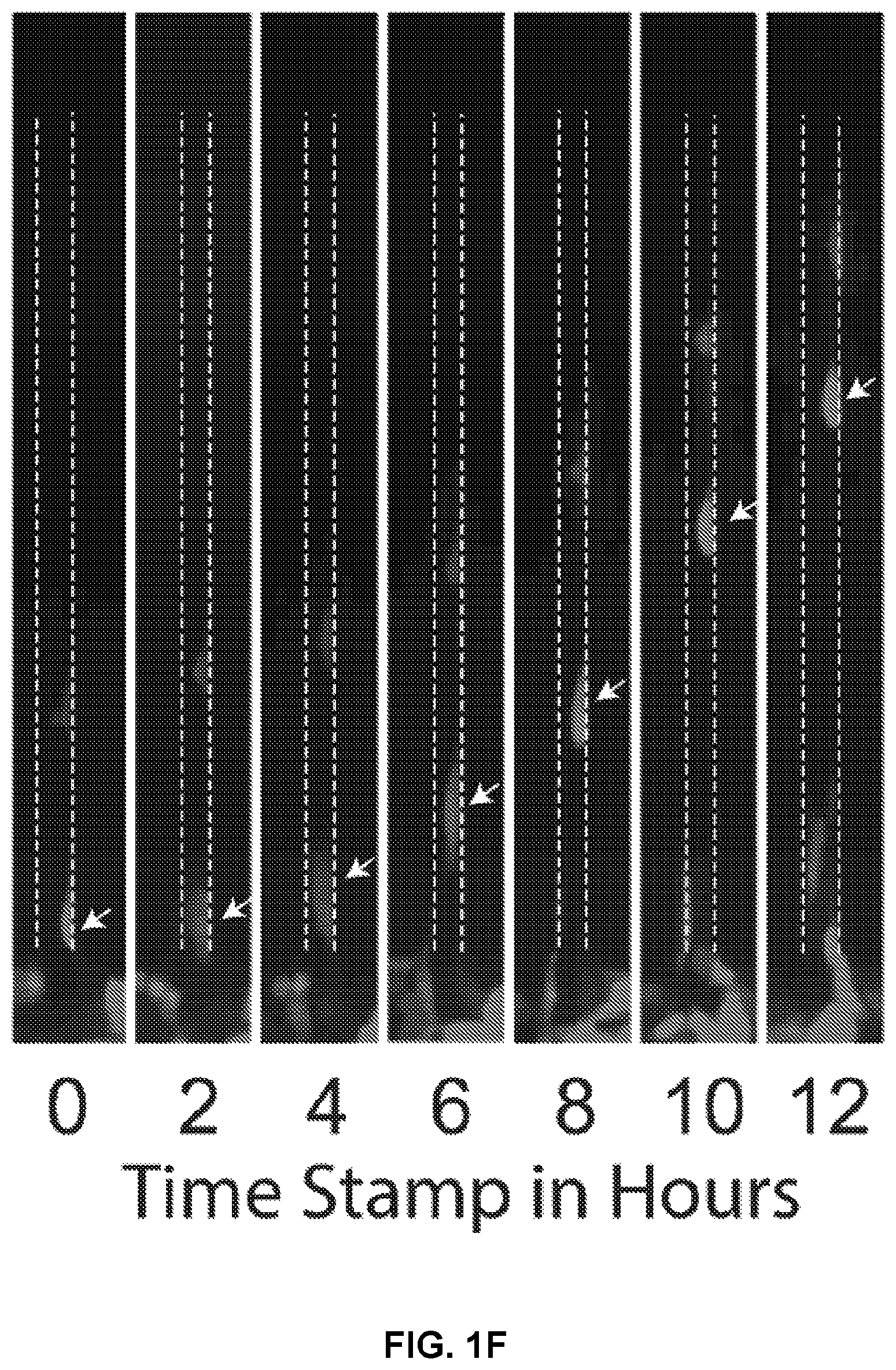 Patent US12306176 Figure 5 – Microfluidic bi-directional migration assay