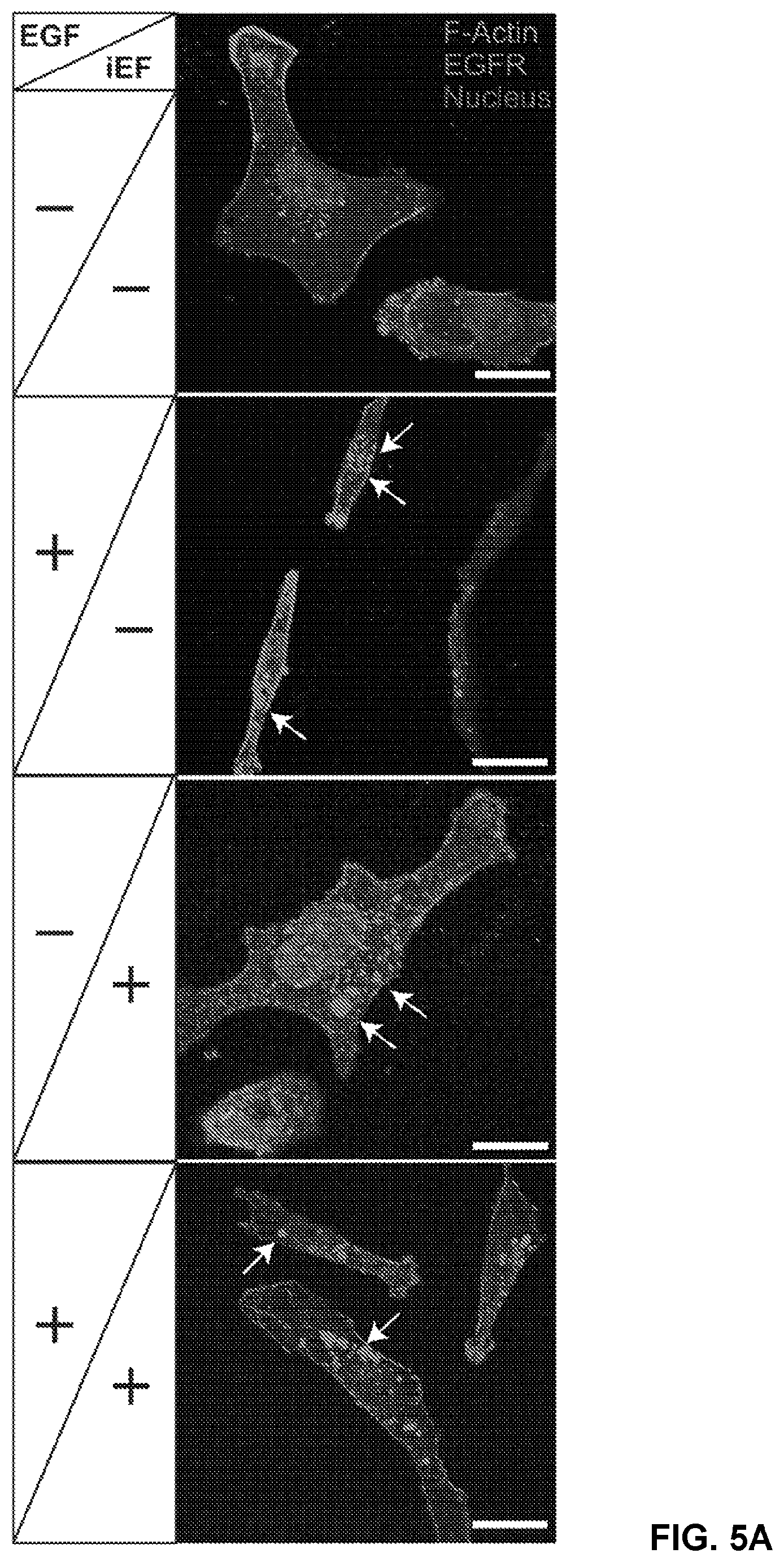Patent US12306176 Figure 10 – Microfluidic bi-directional migration assay