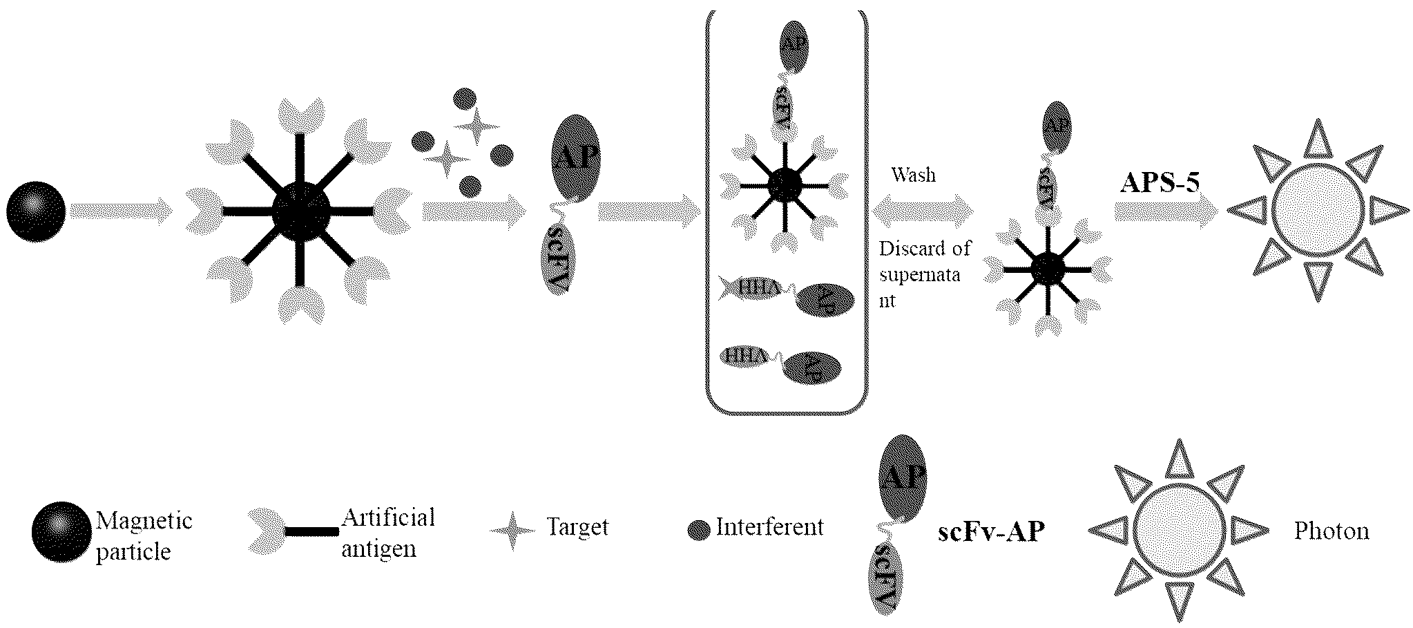 Patent US12306178 Figure 1 – Magnetic chemiluminescence immunoassay kit based on bifunctional fusion protein for mycotoxins, and use thereof