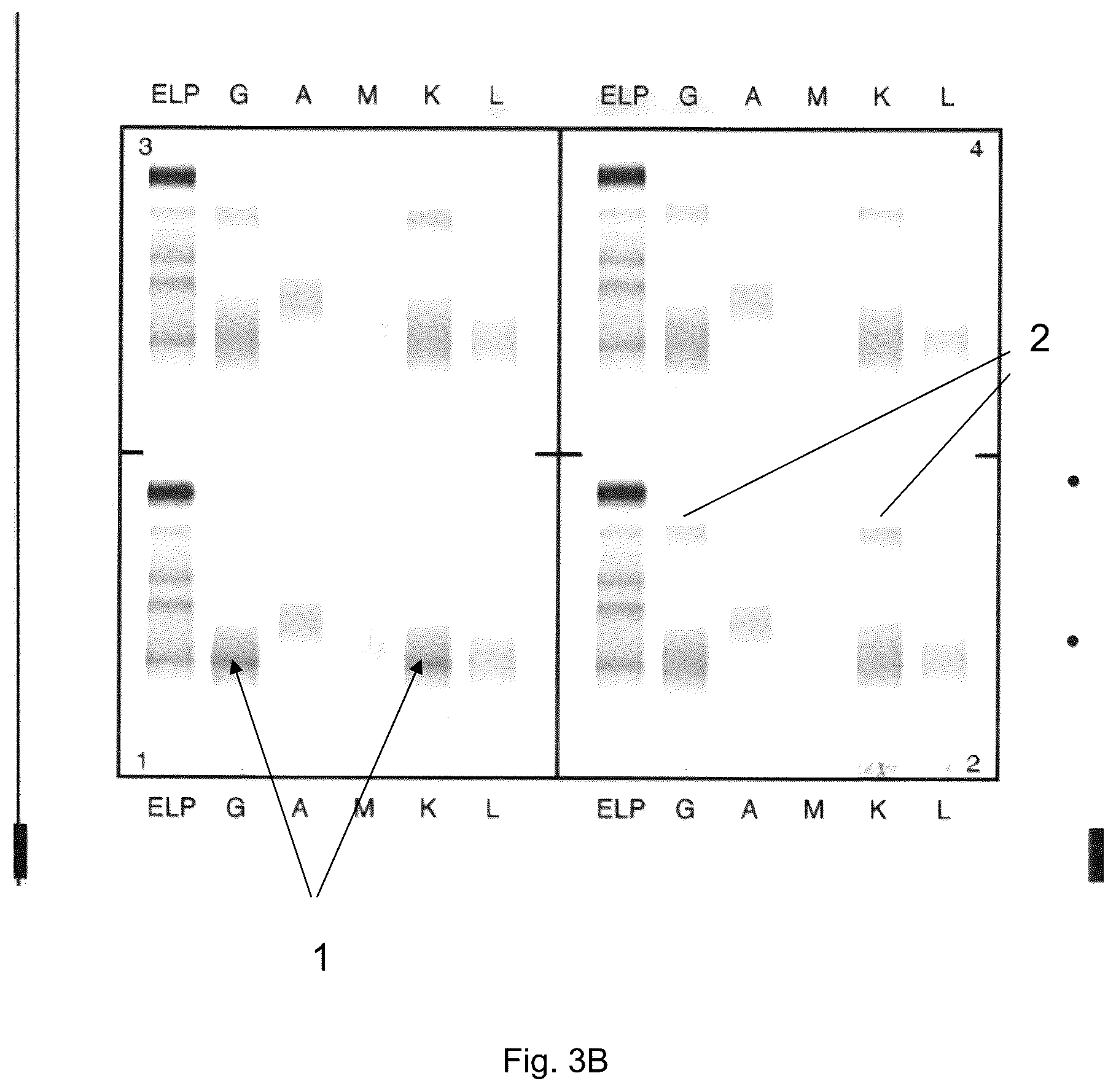 Patent US12306183 Figure 4 – Immunofixation electrophoresis method with target component on-gel immunodisplacement