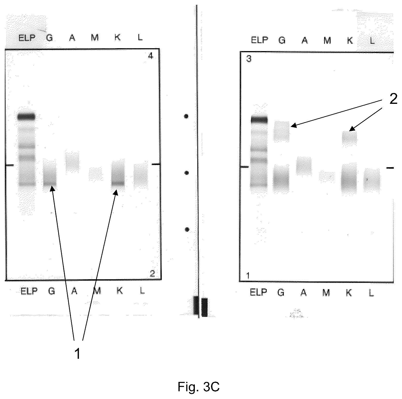 Patent US12306183 Figure 5 – Immunofixation electrophoresis method with target component on-gel immunodisplacement