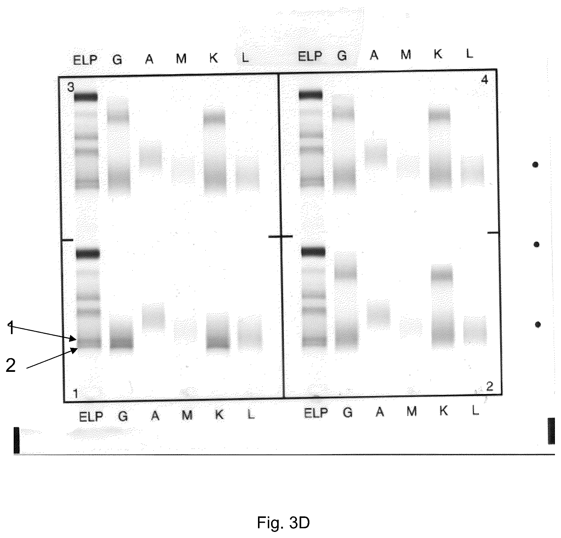 Patent US12306183 Figure 6 – Immunofixation electrophoresis method with target component on-gel immunodisplacement