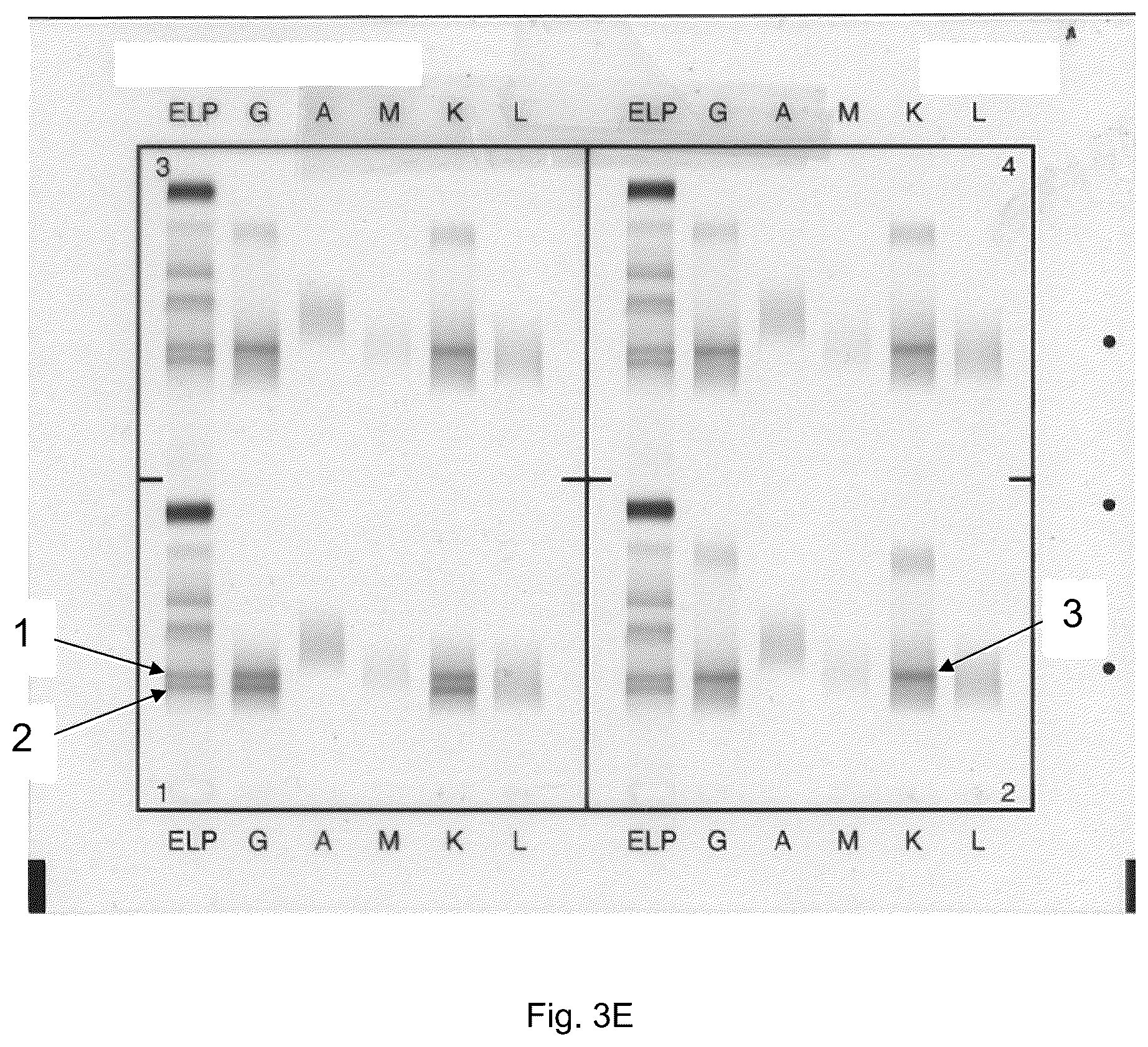 Patent US12306183 Figure 7 – Immunofixation electrophoresis method with target component on-gel immunodisplacement