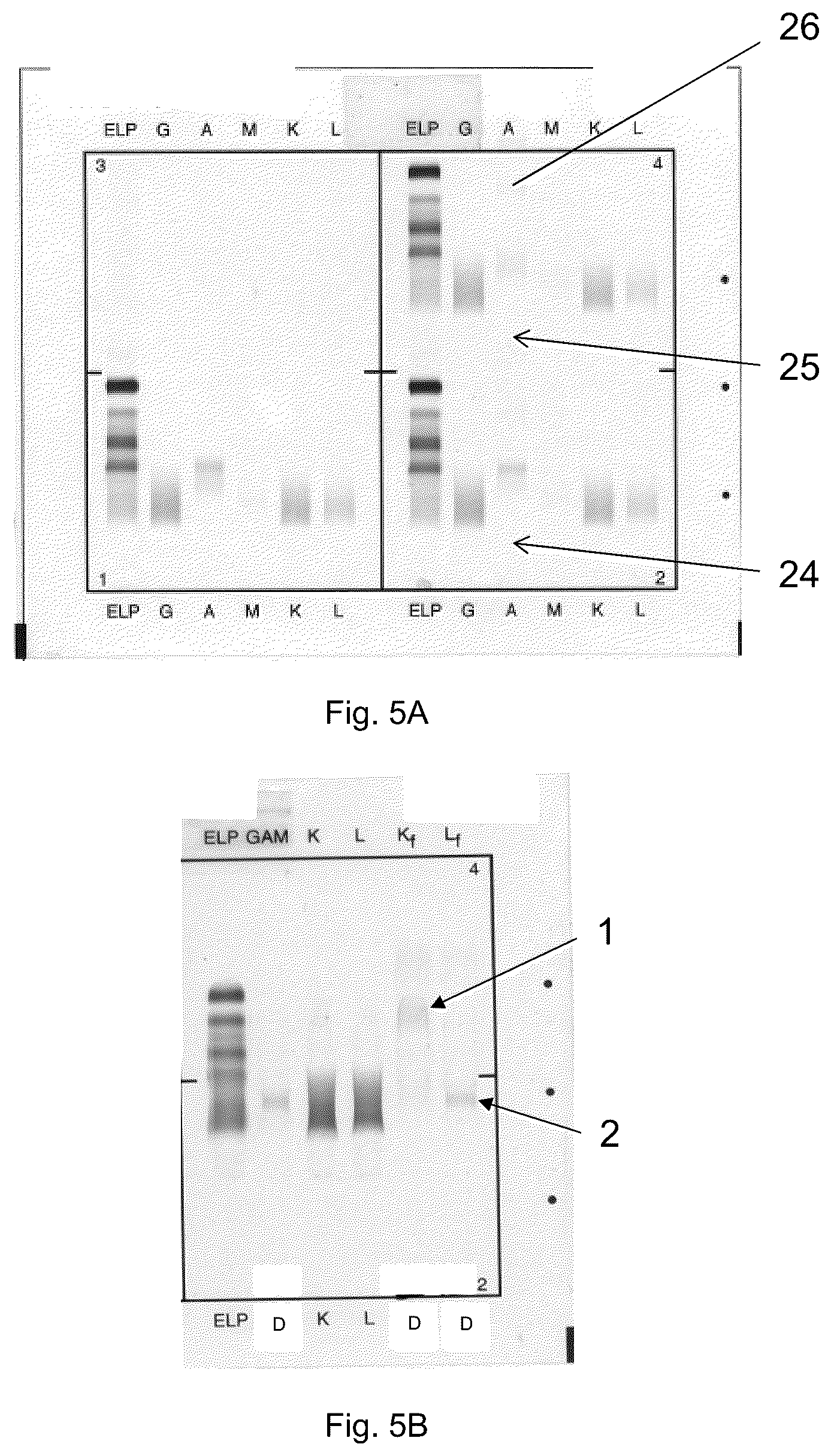 Patent US12306183 Figure 9 – Immunofixation electrophoresis method with target component on-gel immunodisplacement